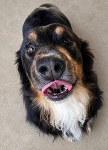 Dax, an adoptable mixed breed in Covington, LA image 2/6