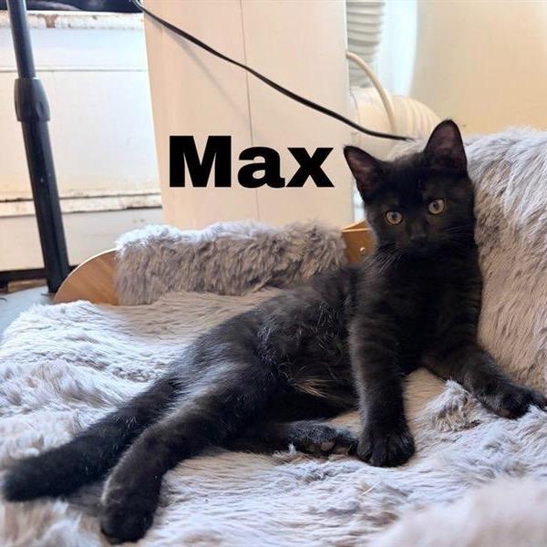 Max, Adoptable, Kitten Male Domestic Short Hair.