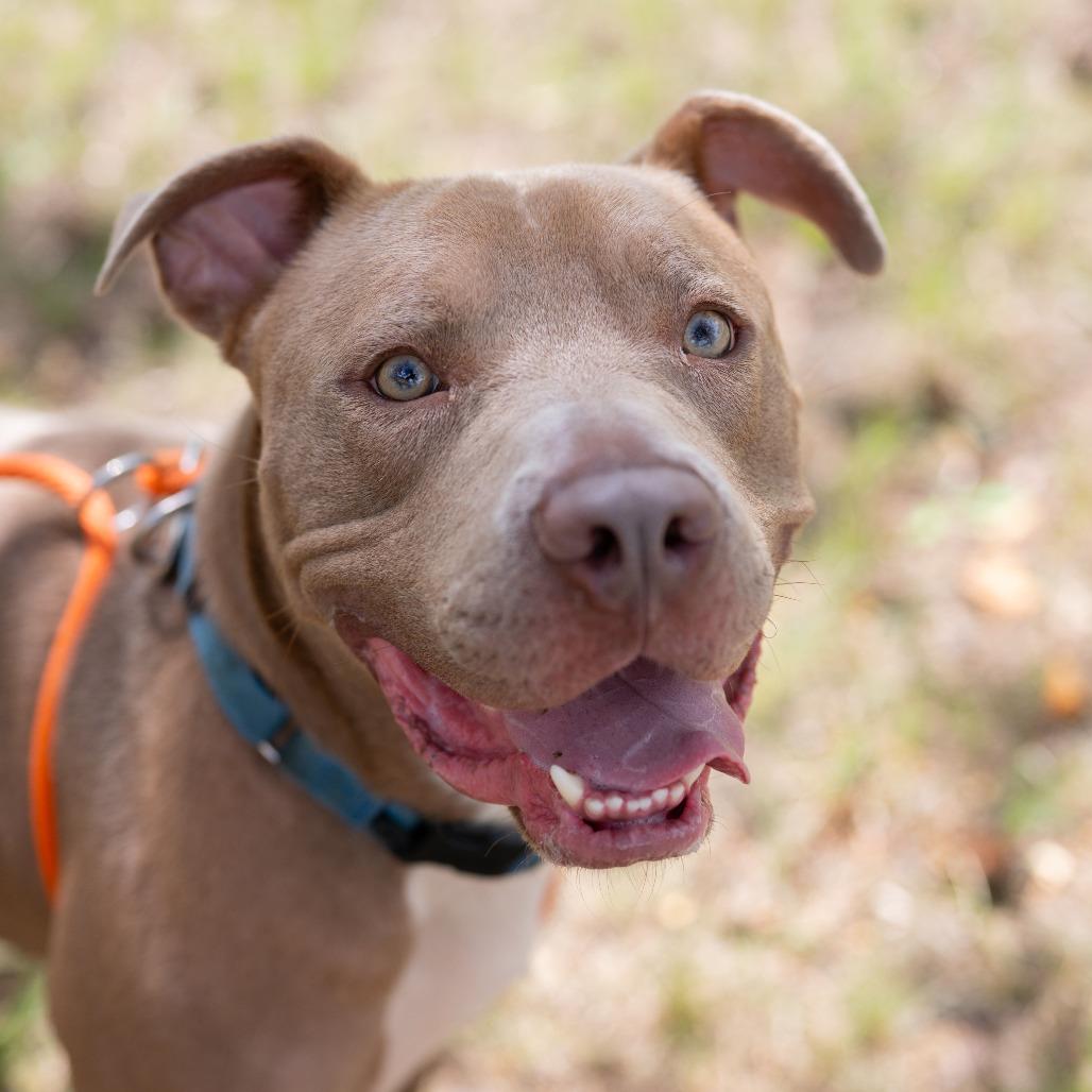 Hardy, Adoptable, Adult Male American Staffordshire Terrier.
