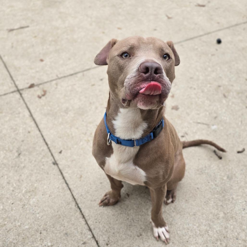 Enlarge Hardy, a Adoptable American Staffordshire Terrier in Grand Rapids, MI image 2/6