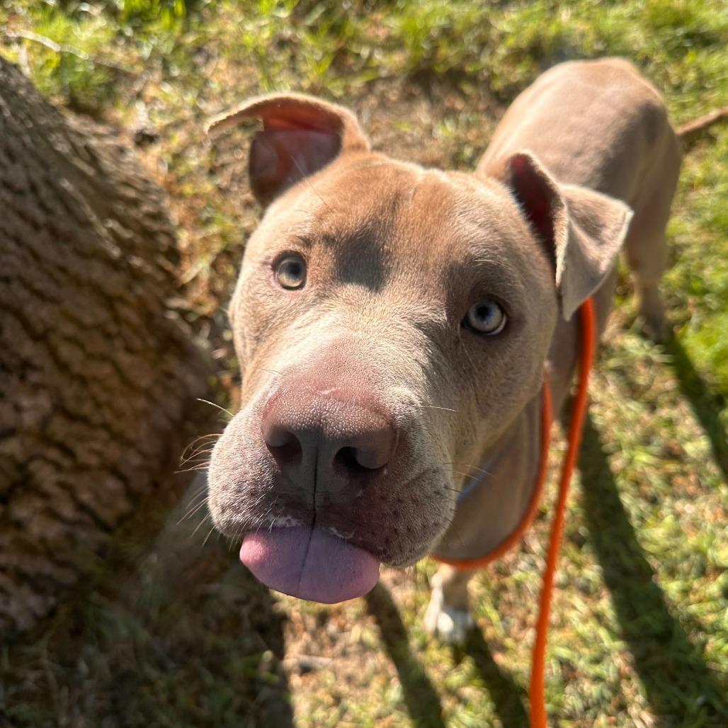 Enlarge Hardy, a Adoptable American Staffordshire Terrier in Grand Rapids, MI image 3/6