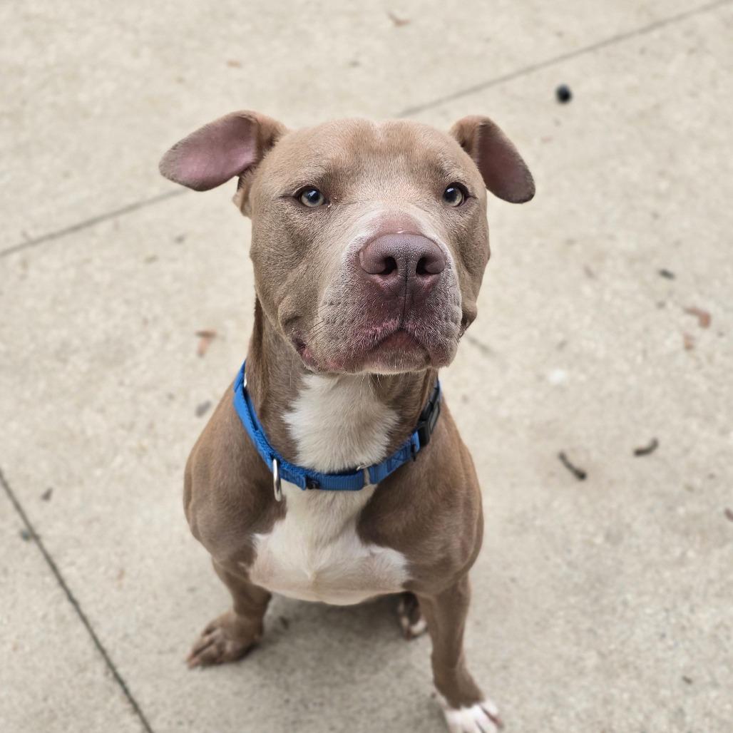 Enlarge Hardy, a Adoptable American Staffordshire Terrier in Grand Rapids, MI image 4/6