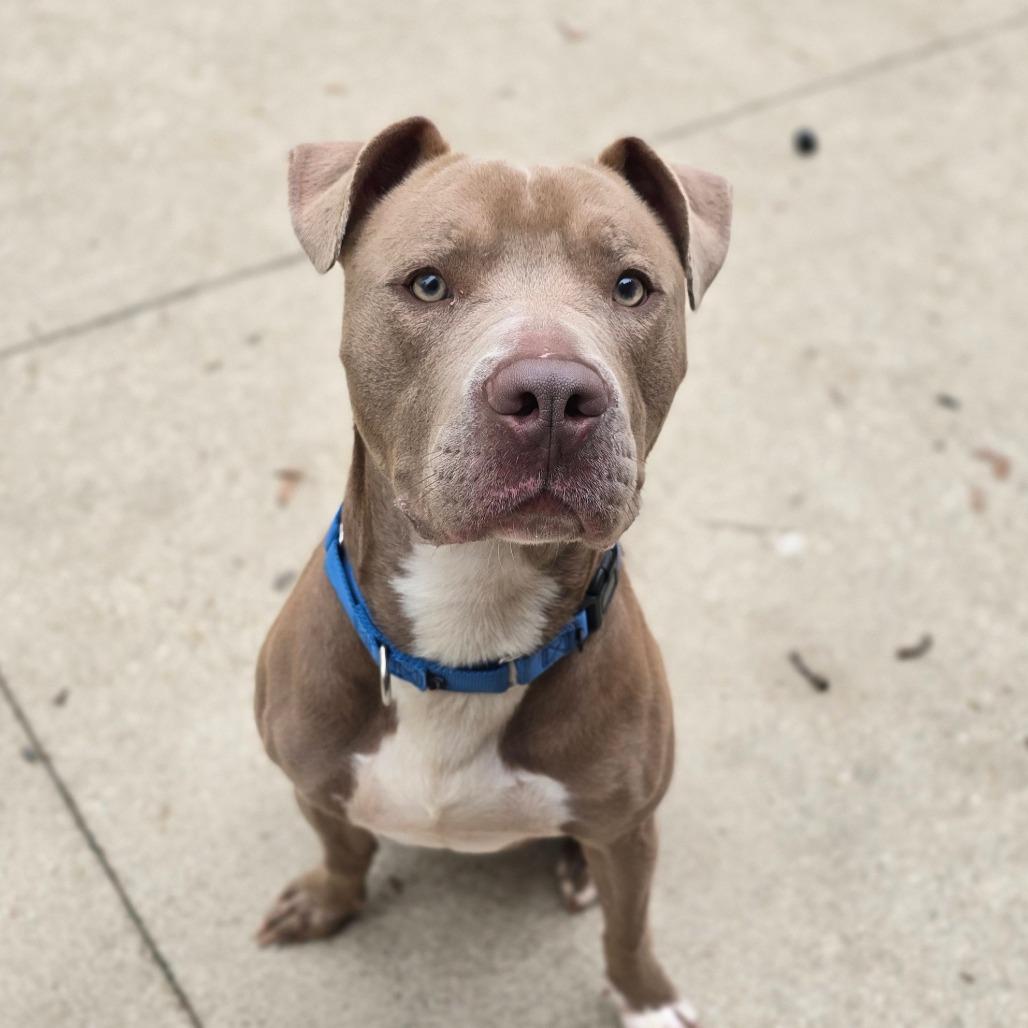 Enlarge Hardy, a Adoptable American Staffordshire Terrier in Grand Rapids, MI image 5/6