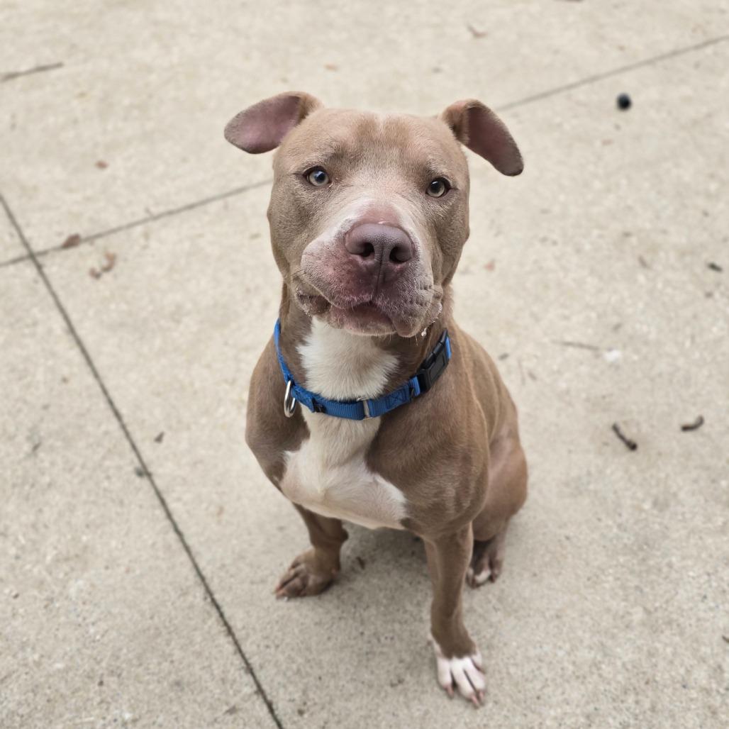 Enlarge Hardy, a Adoptable American Staffordshire Terrier in Grand Rapids, MI image 6/6