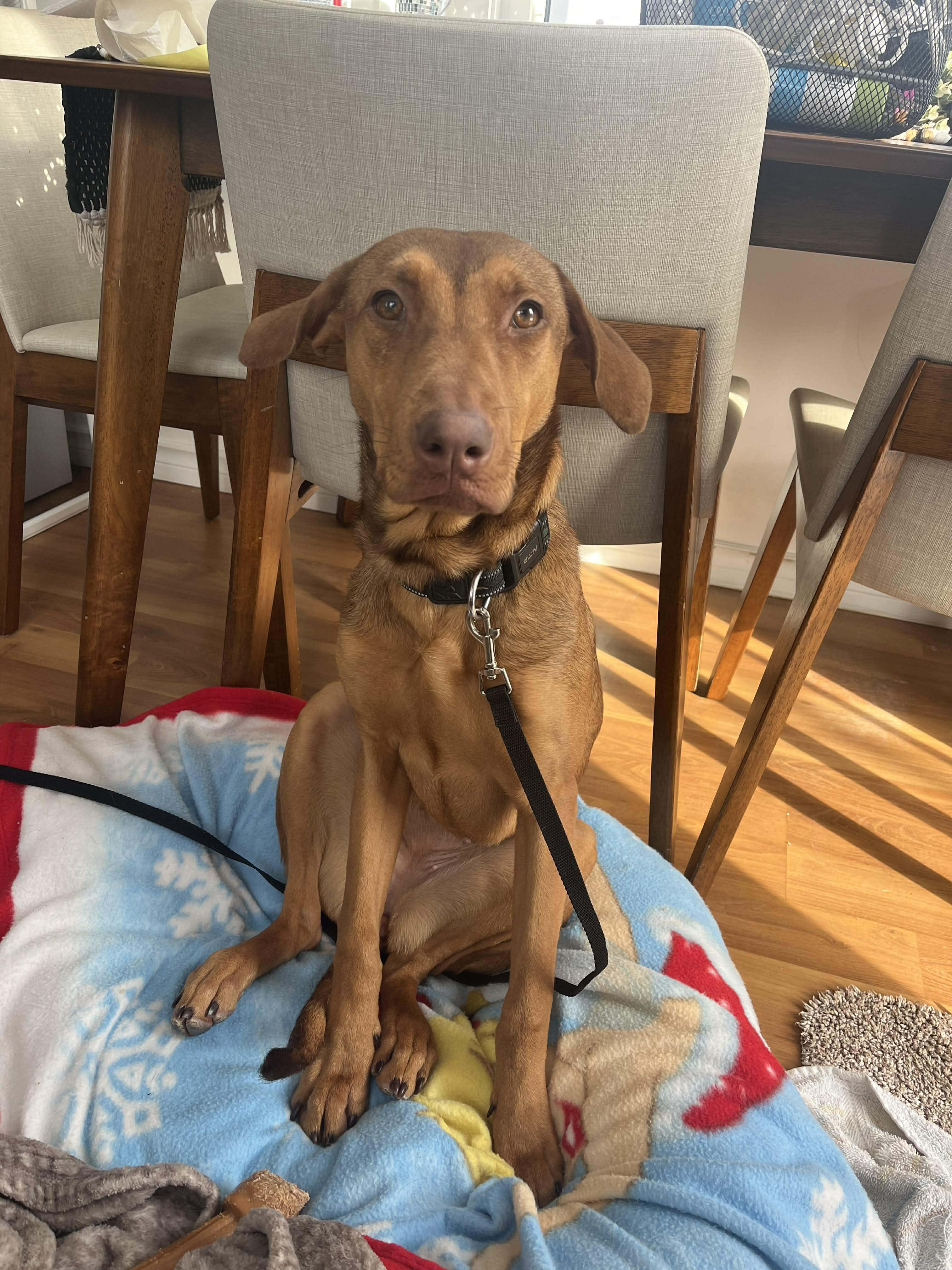 Aubrey, Adoptable, Young Female Chocolate Labrador Retriever & Mixed Breed.