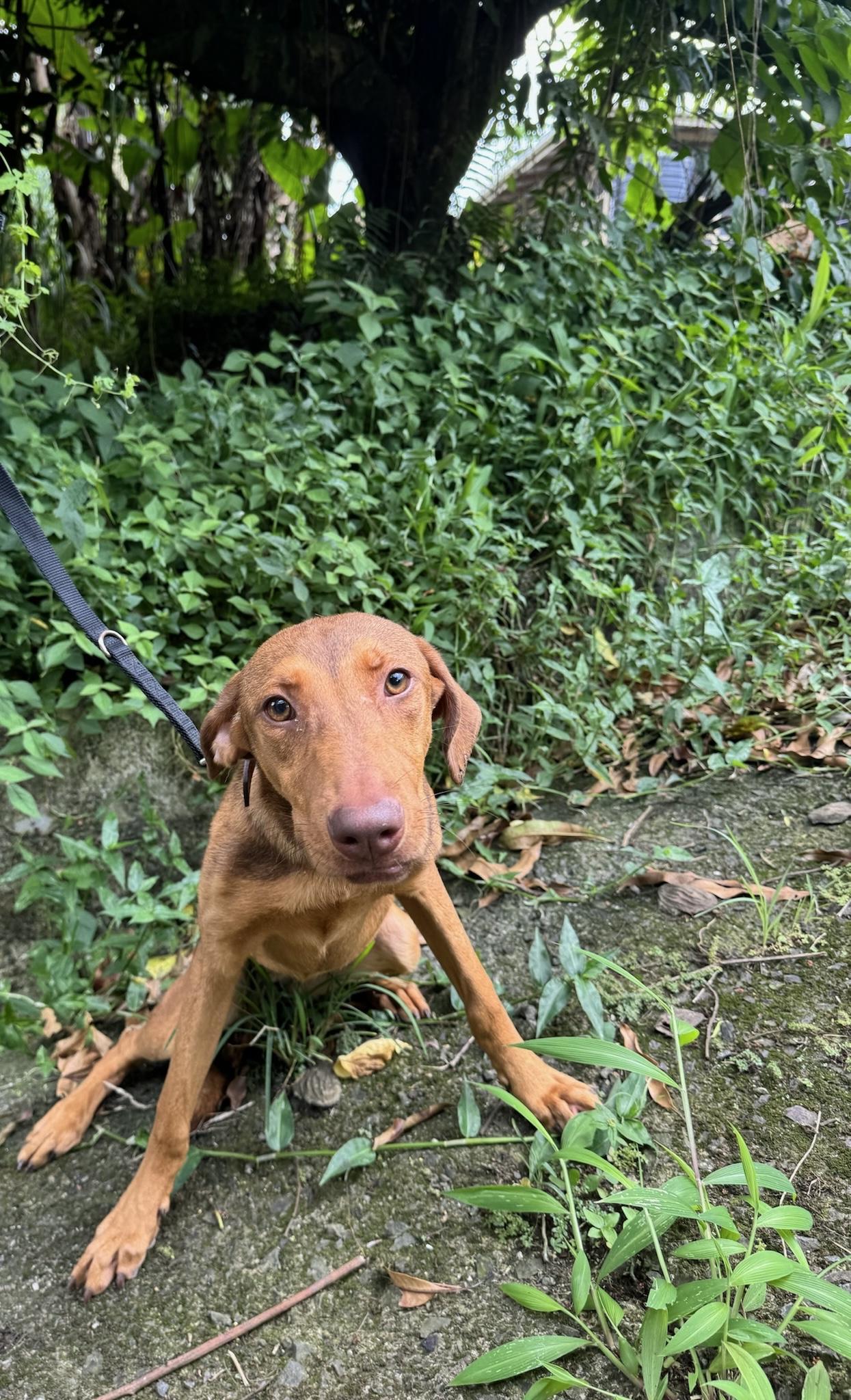 Enlarge Aubrey, a Adoptable mixed breed in Etobicoke, ON image 2/3