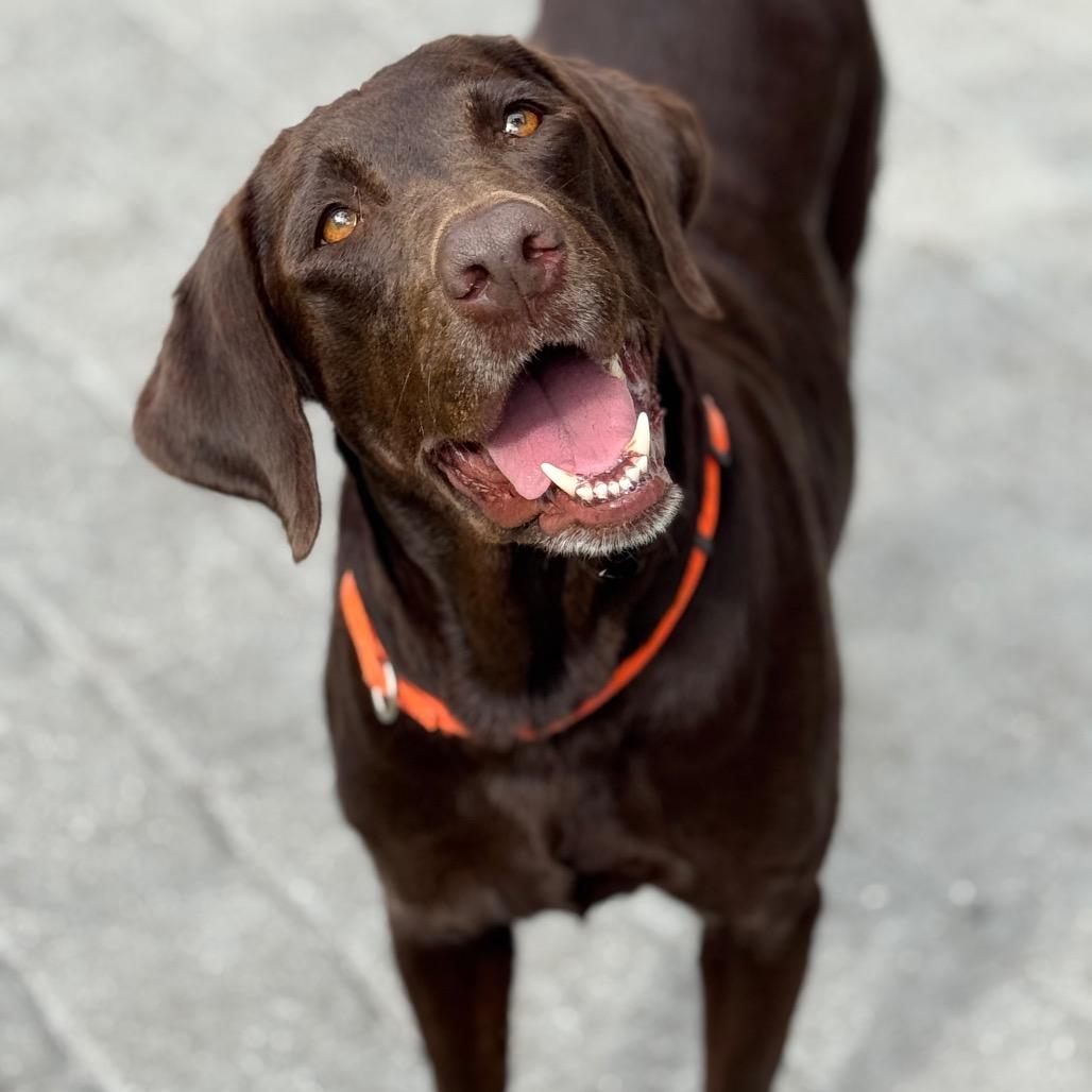 Enlarge MOCHA, a Adoptable Chocolate Labrador Retriever in Wellington, FL image 1/6
