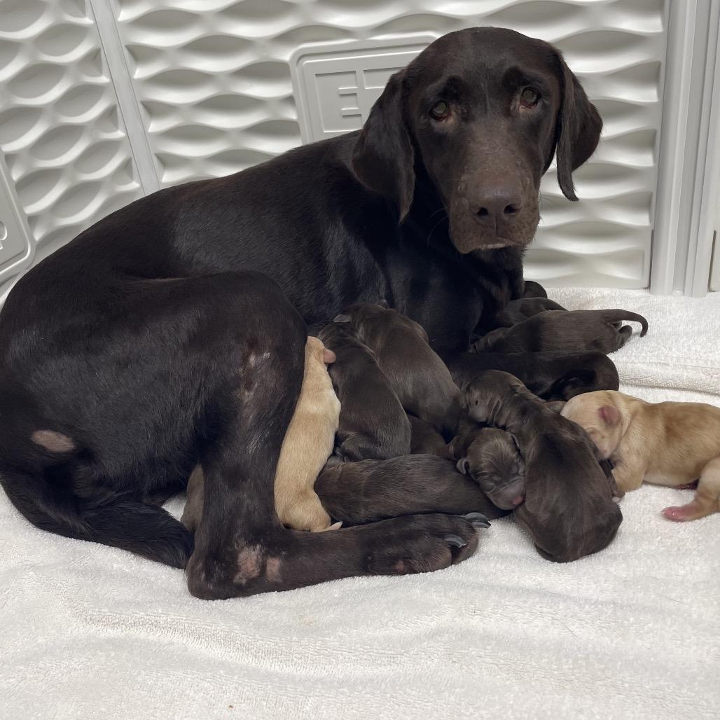 Enlarge MOCHA, a Adoptable Chocolate Labrador Retriever in Wellington, FL image 2/6