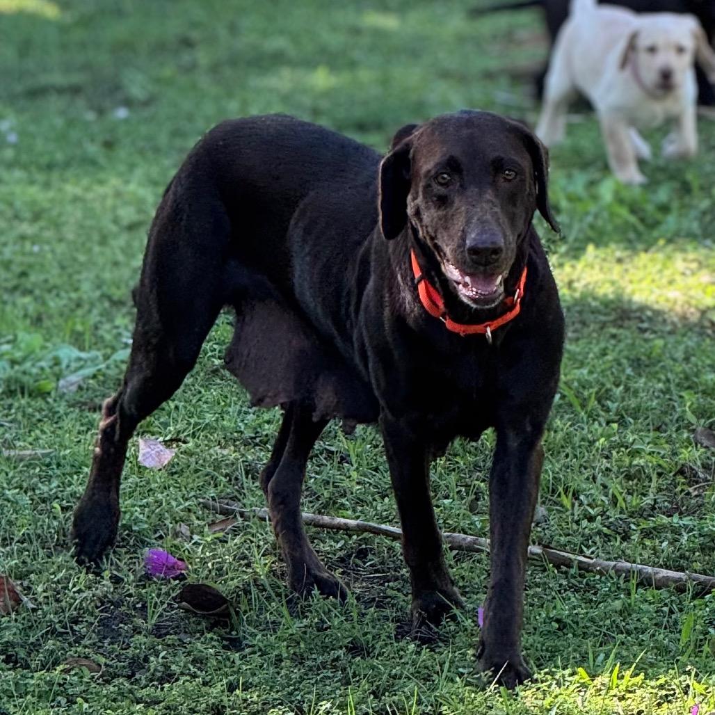 Enlarge MOCHA, a Adoptable Chocolate Labrador Retriever in Wellington, FL image 3/6