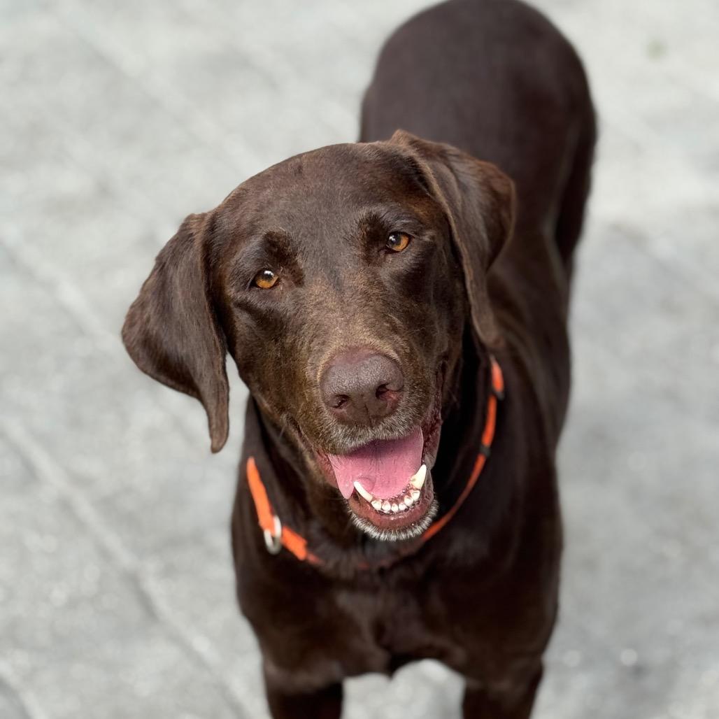 Enlarge MOCHA, a Adoptable Chocolate Labrador Retriever in Wellington, FL image 5/6
