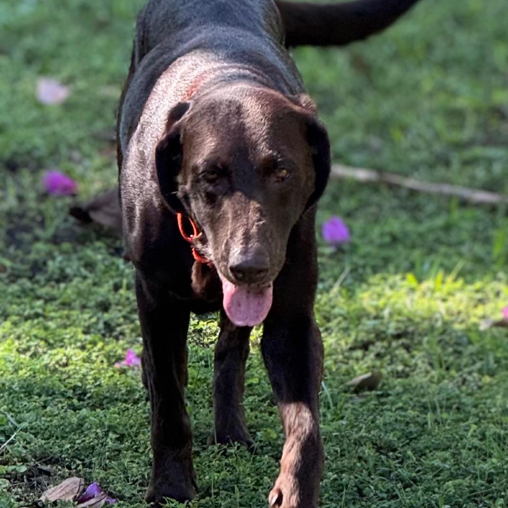 Enlarge MOCHA, a Adoptable Chocolate Labrador Retriever in Wellington, FL image 6/6