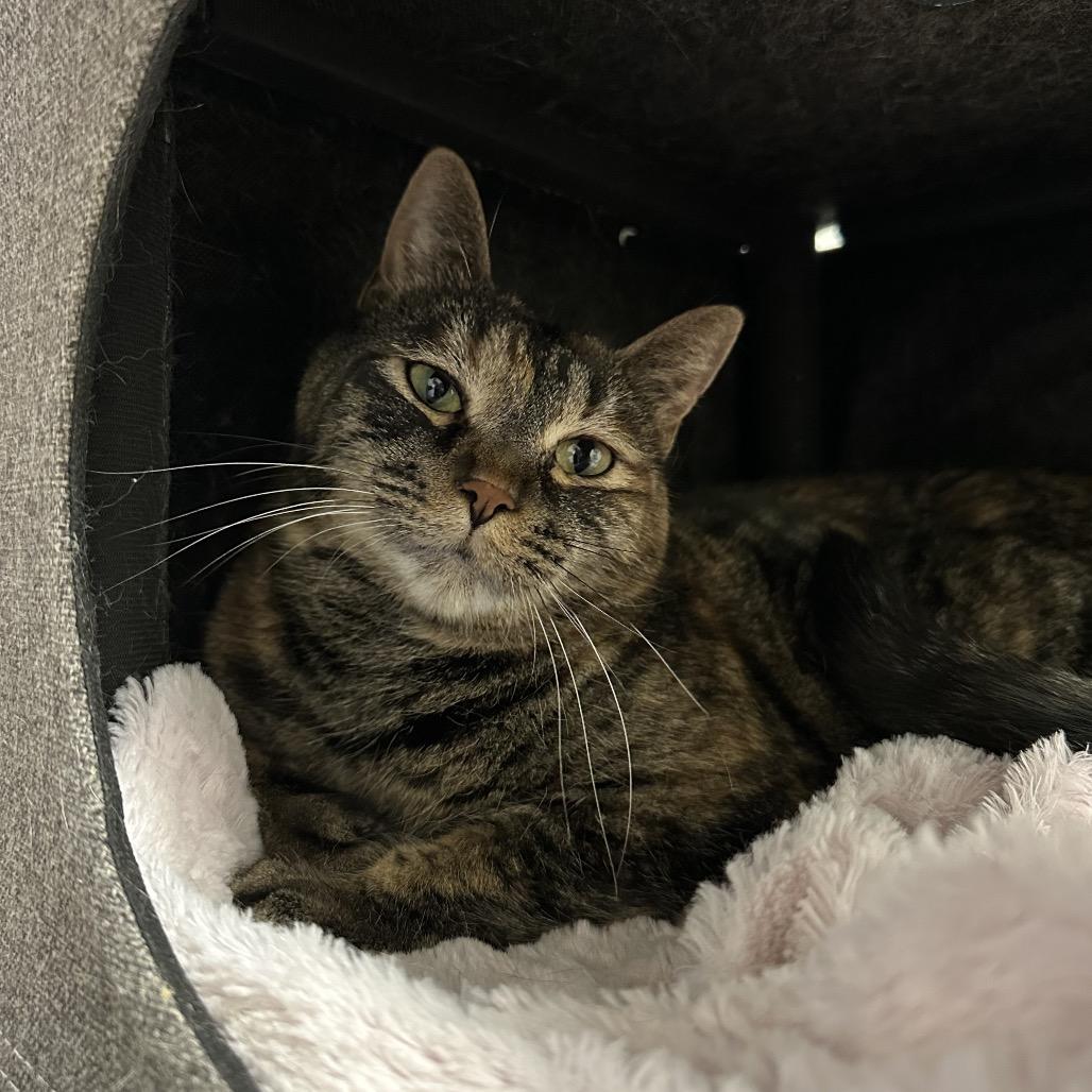 Tigris, Adoptable, Adult Female Domestic Short Hair.