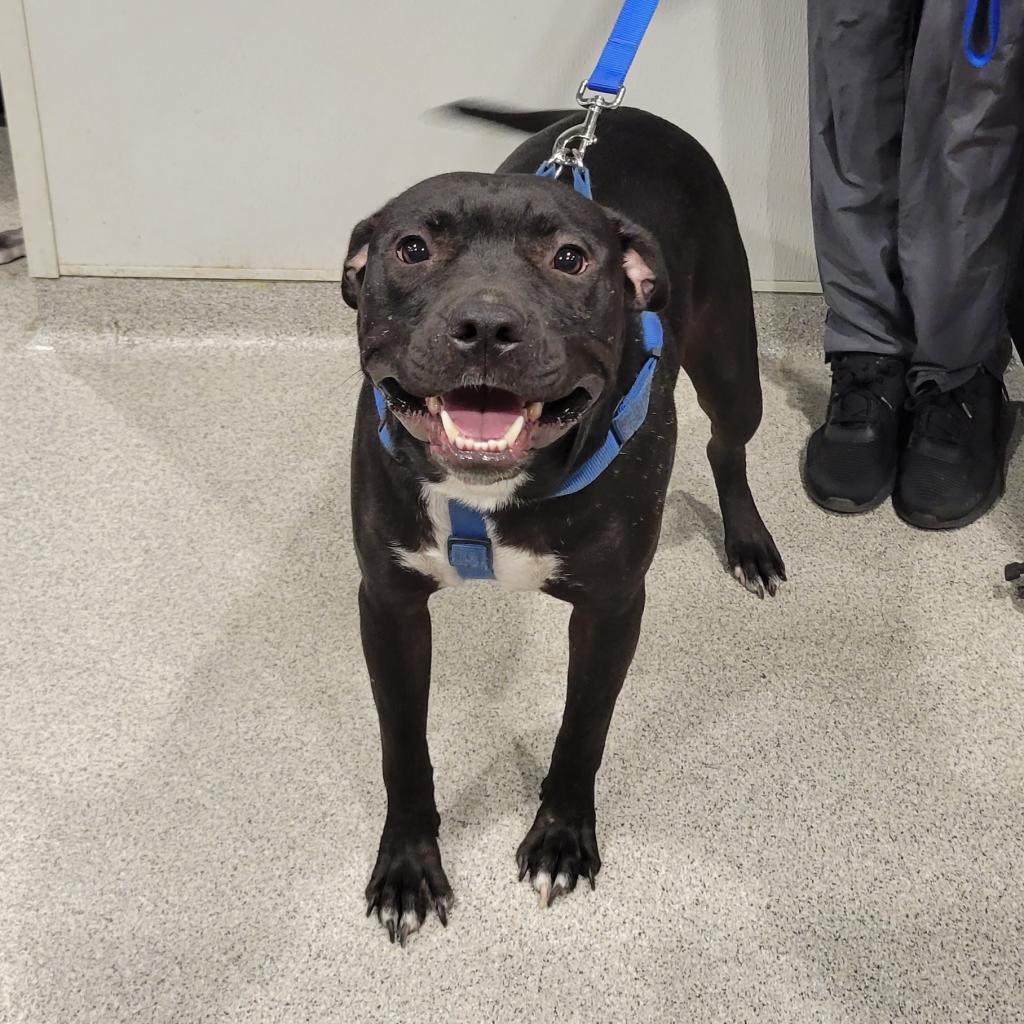 Mikey, Adoptable, Senior Male Terrier & Terrier.