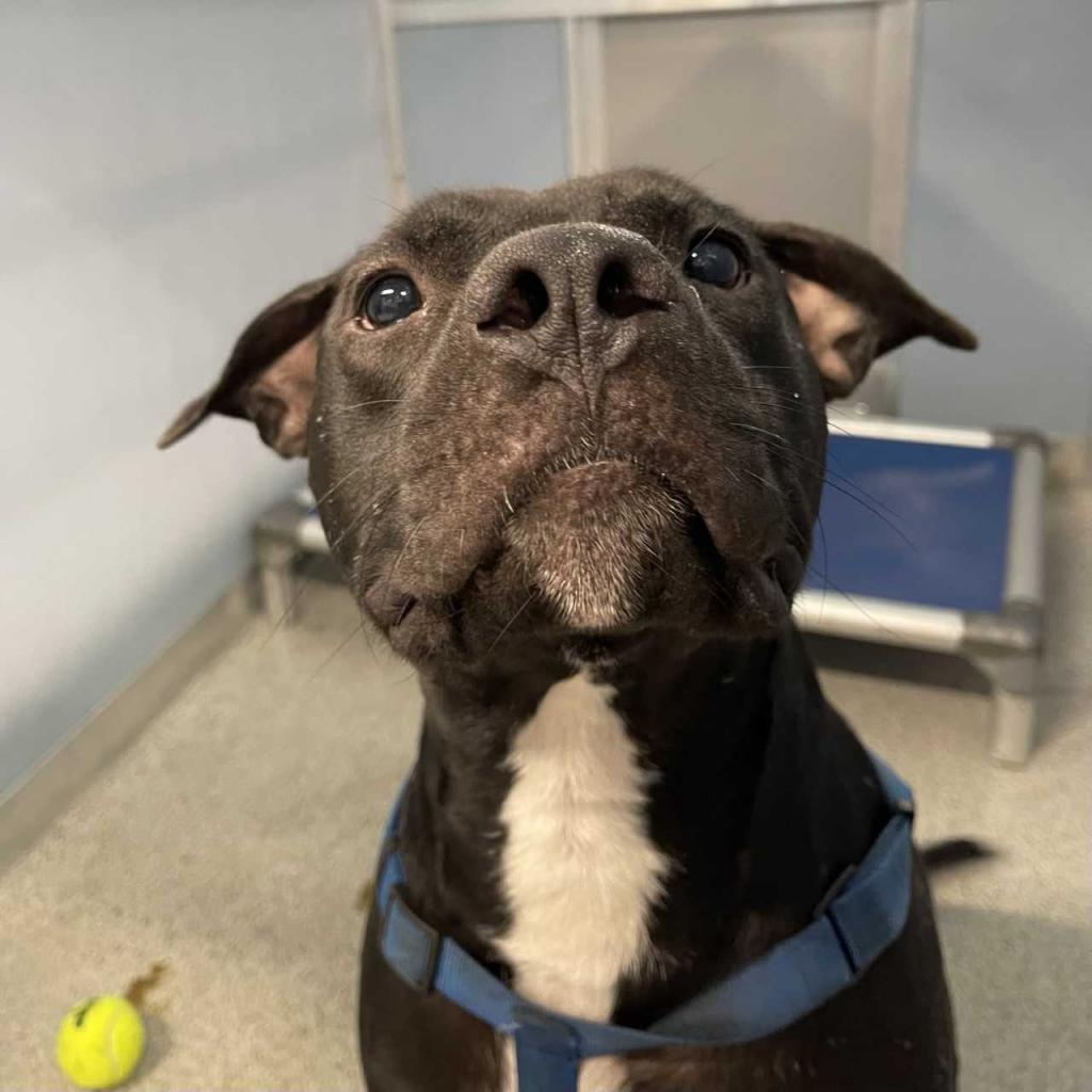 Enlarge Mikey, a Adoptable mixed breed in Tampa, FL image 2/6