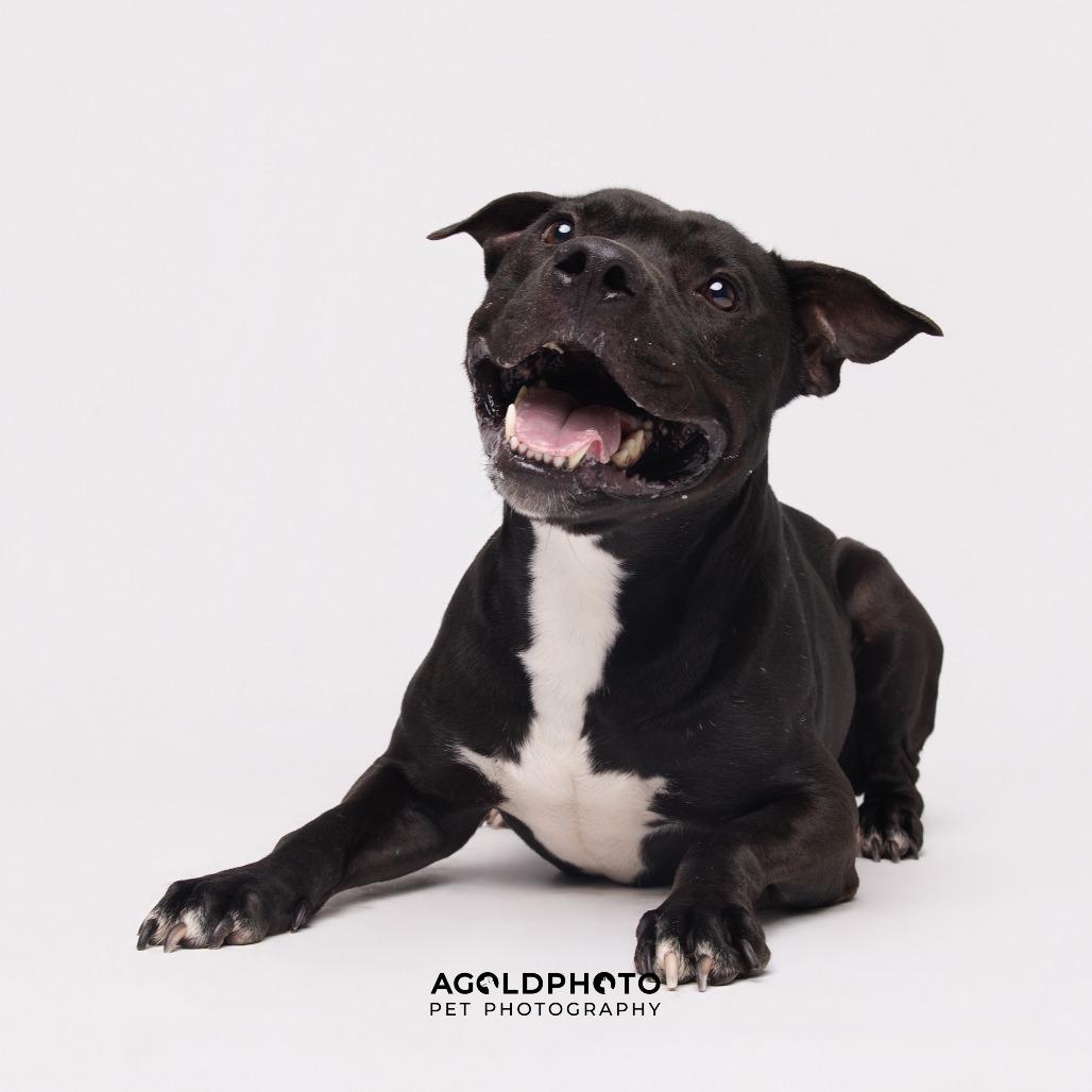 Enlarge Mikey, a Adoptable mixed breed in Tampa, FL image 3/6