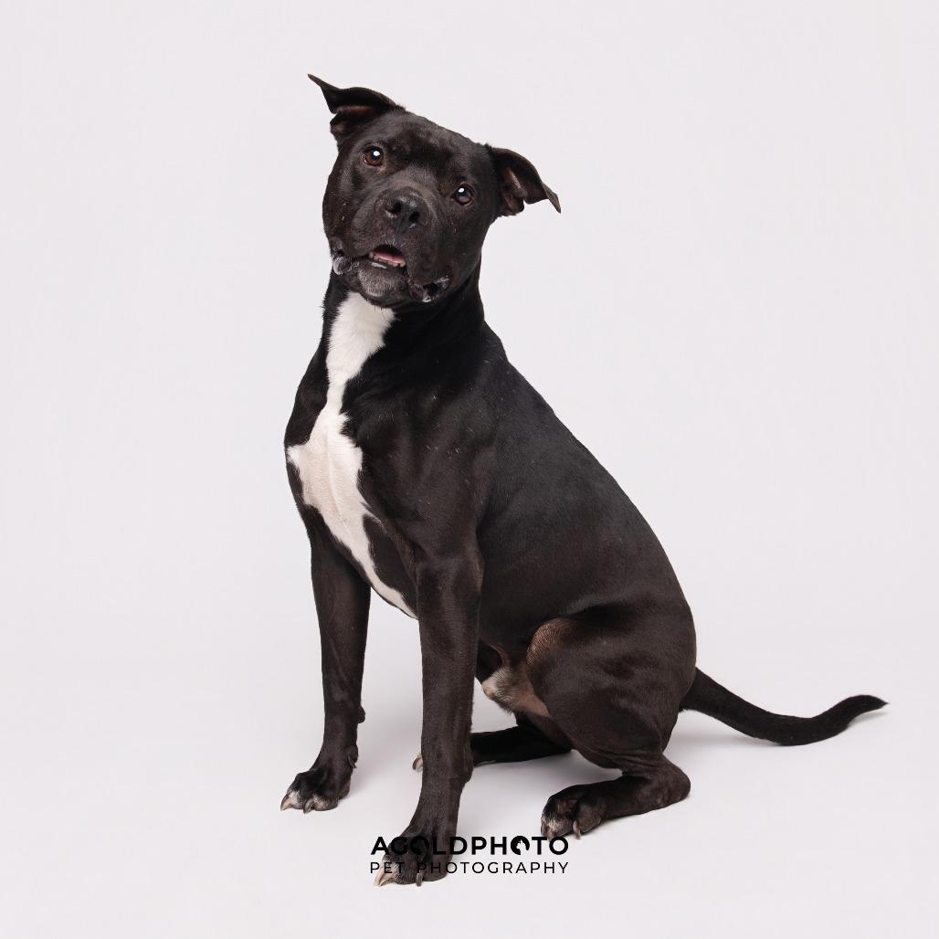 Enlarge Mikey, a Adoptable mixed breed in Tampa, FL image 4/6