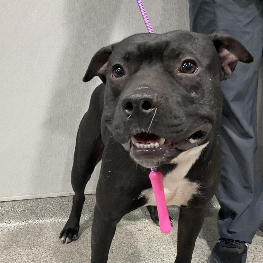 Enlarge Mikey, a Adoptable mixed breed in Tampa, FL image 5/6