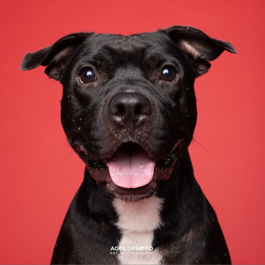 Enlarge Mikey, a Adoptable mixed breed in Tampa, FL image 6/6