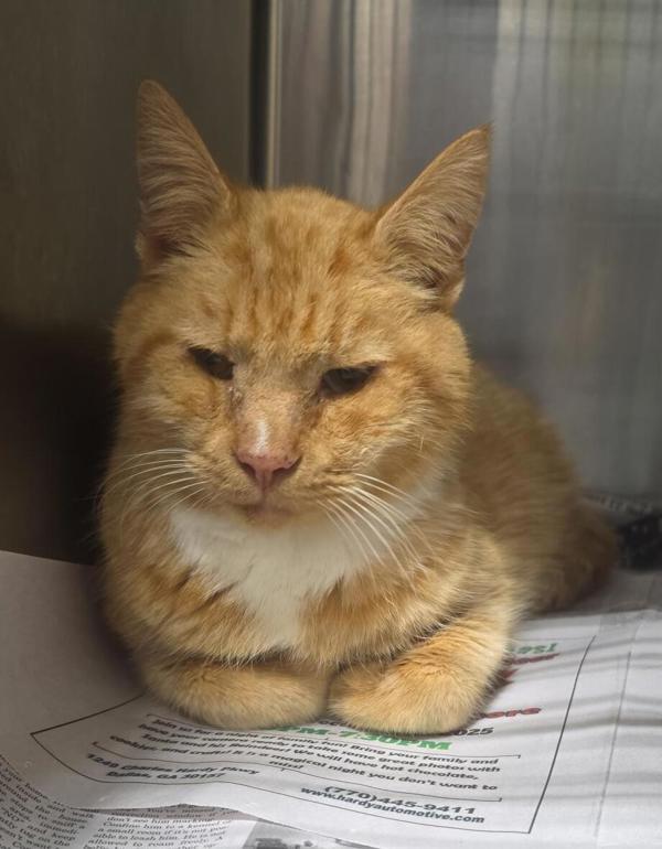 26-01-0257 Jonah, Adoptable, Adult Male Domestic Short Hair.