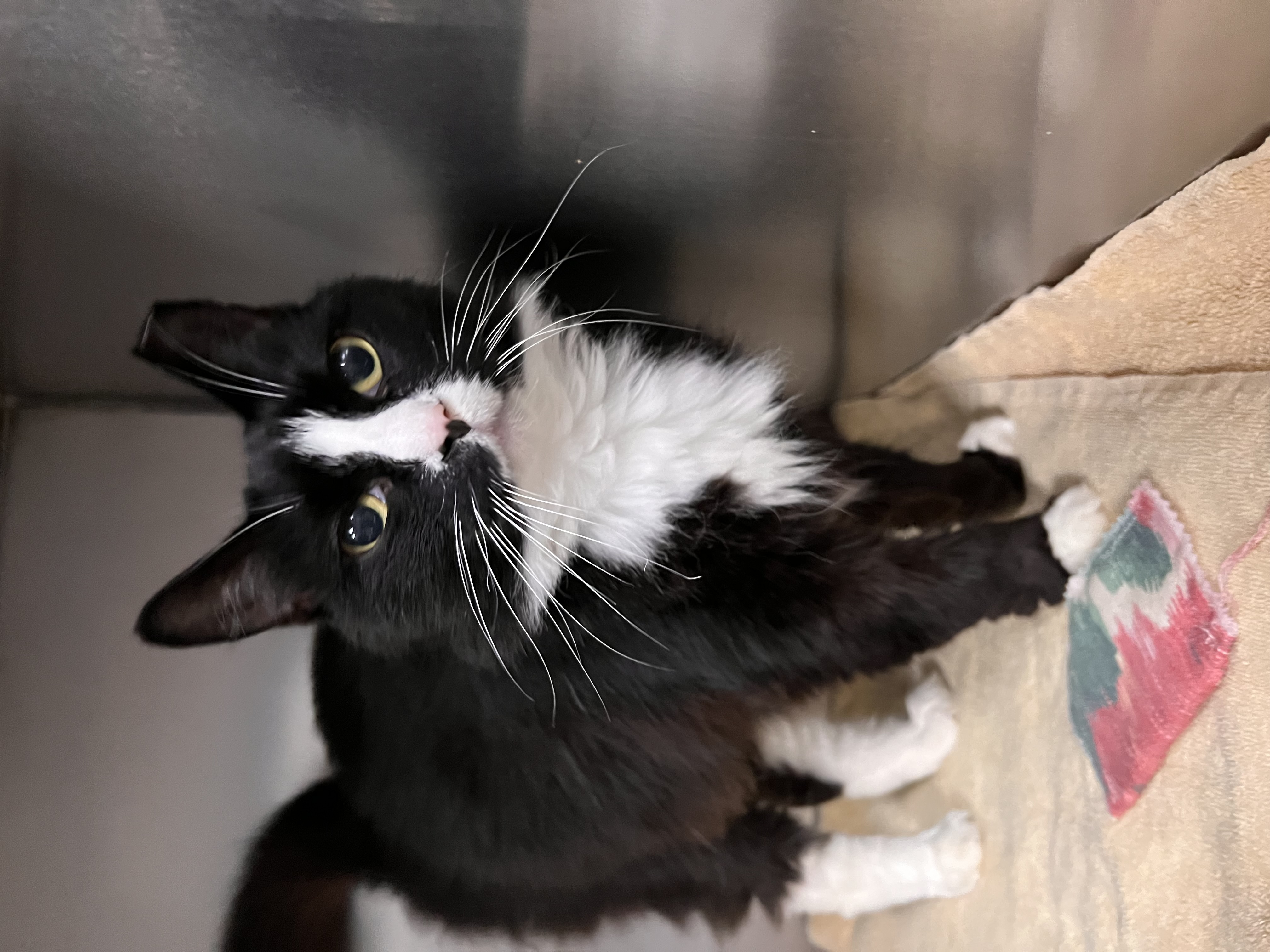 Cat for adoption Widget, a Domestic Medium Hair in Johnston, RI