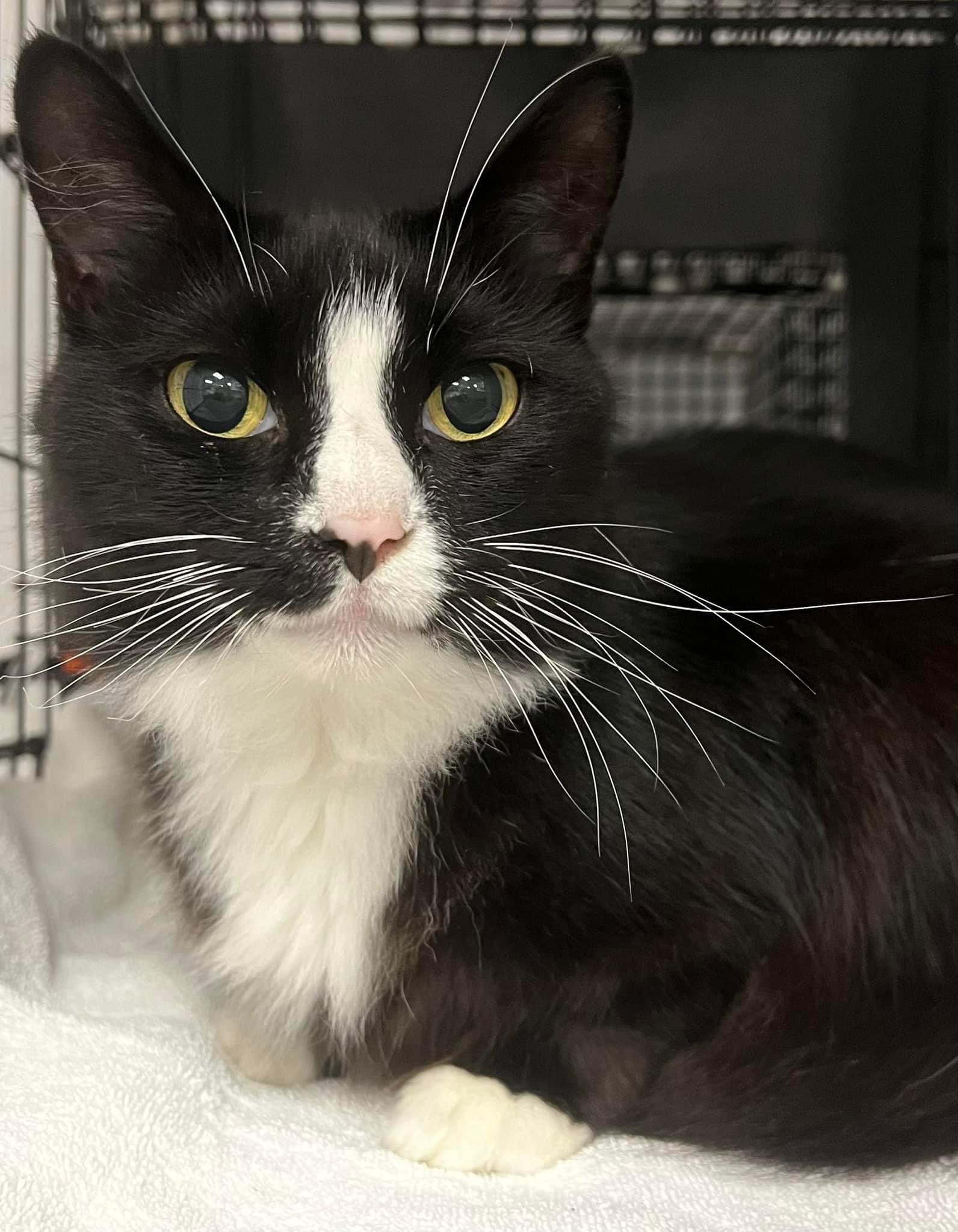 Cat for adoption Widget, a Domestic Medium Hair in Johnston, RI