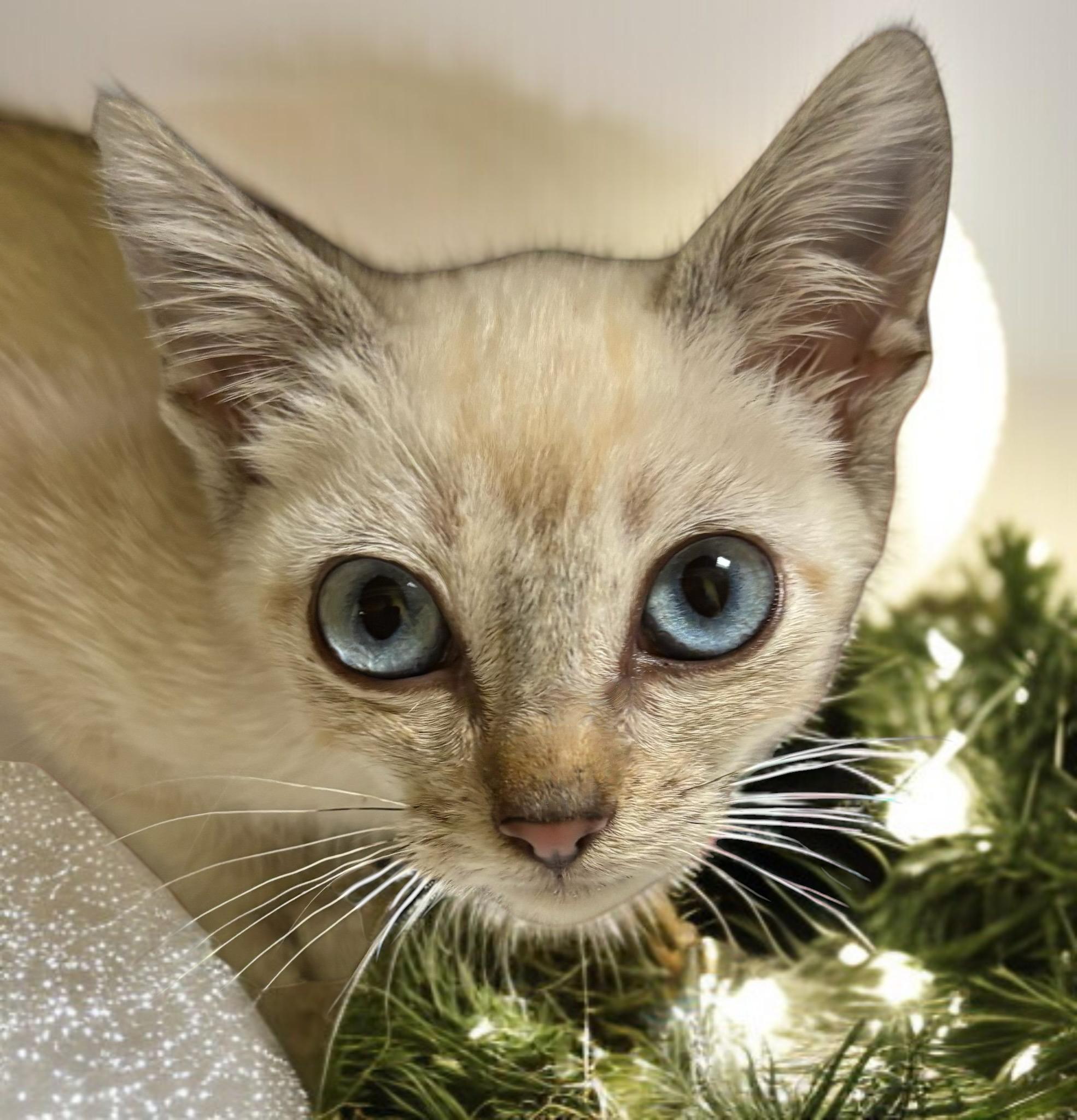 Blush — The Tiny Tortie-Point Bringing Big Christmas Magic!