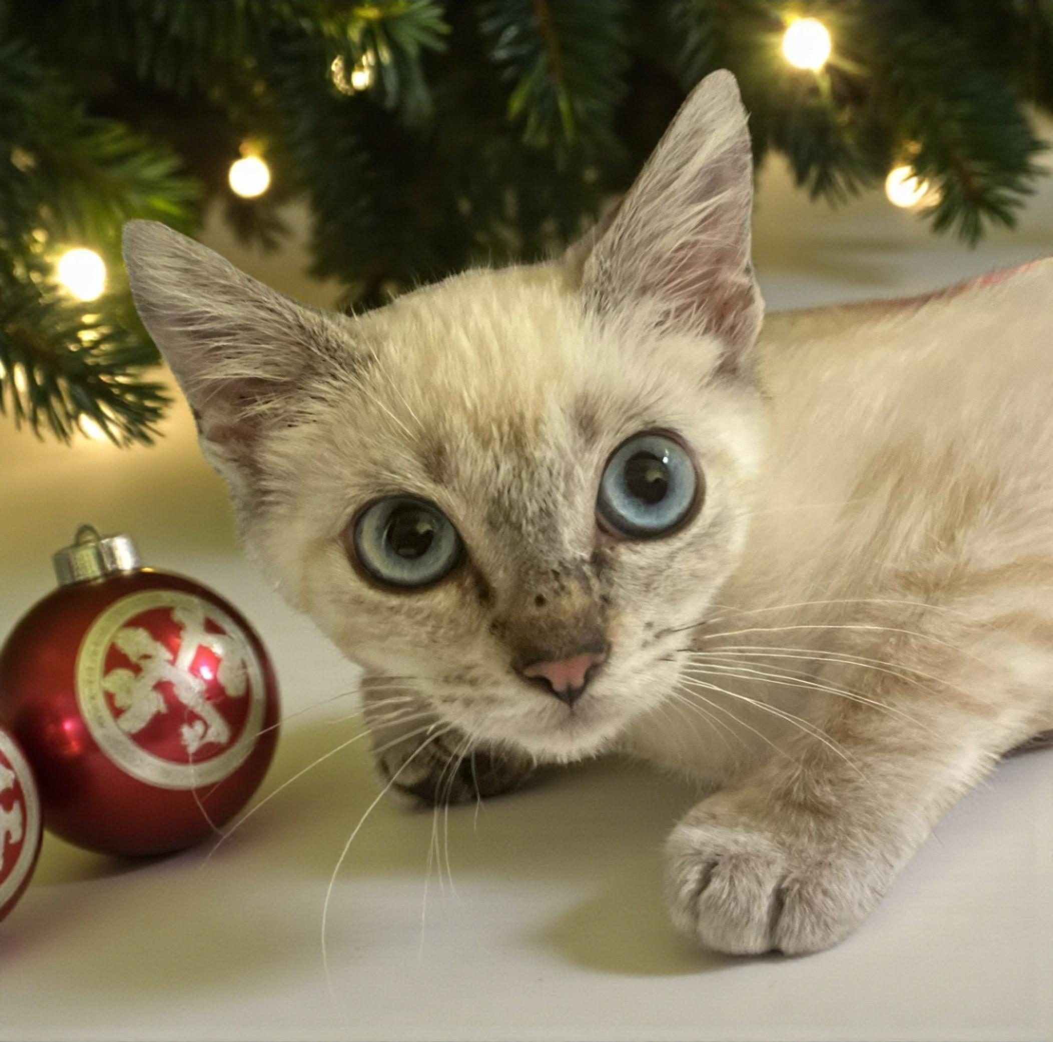 Blush — The Tiny Tortie-Point Bringing Big Christmas Magic!