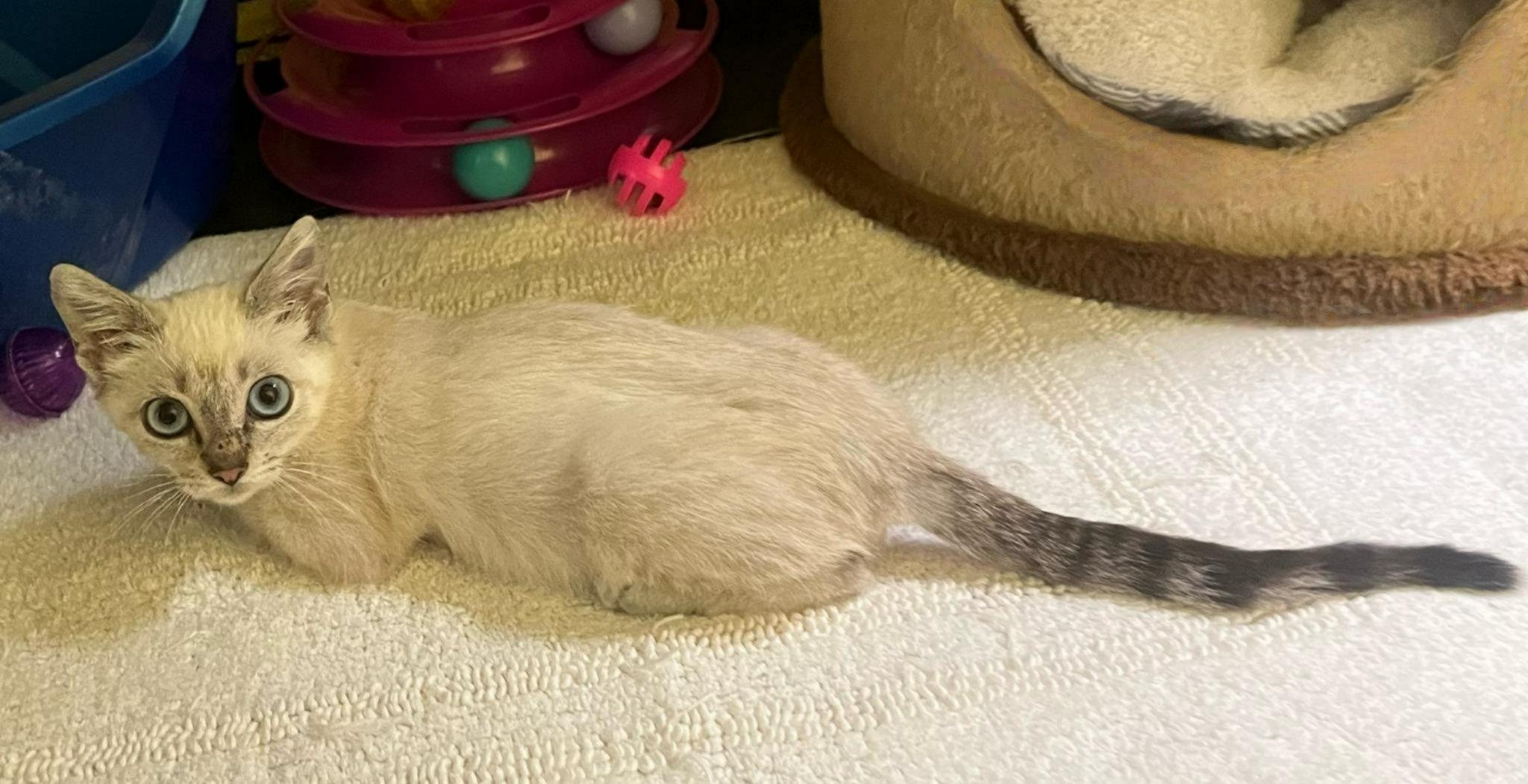 Blush — The Tiny Tortie-Point Bringing Big Christmas Magic!