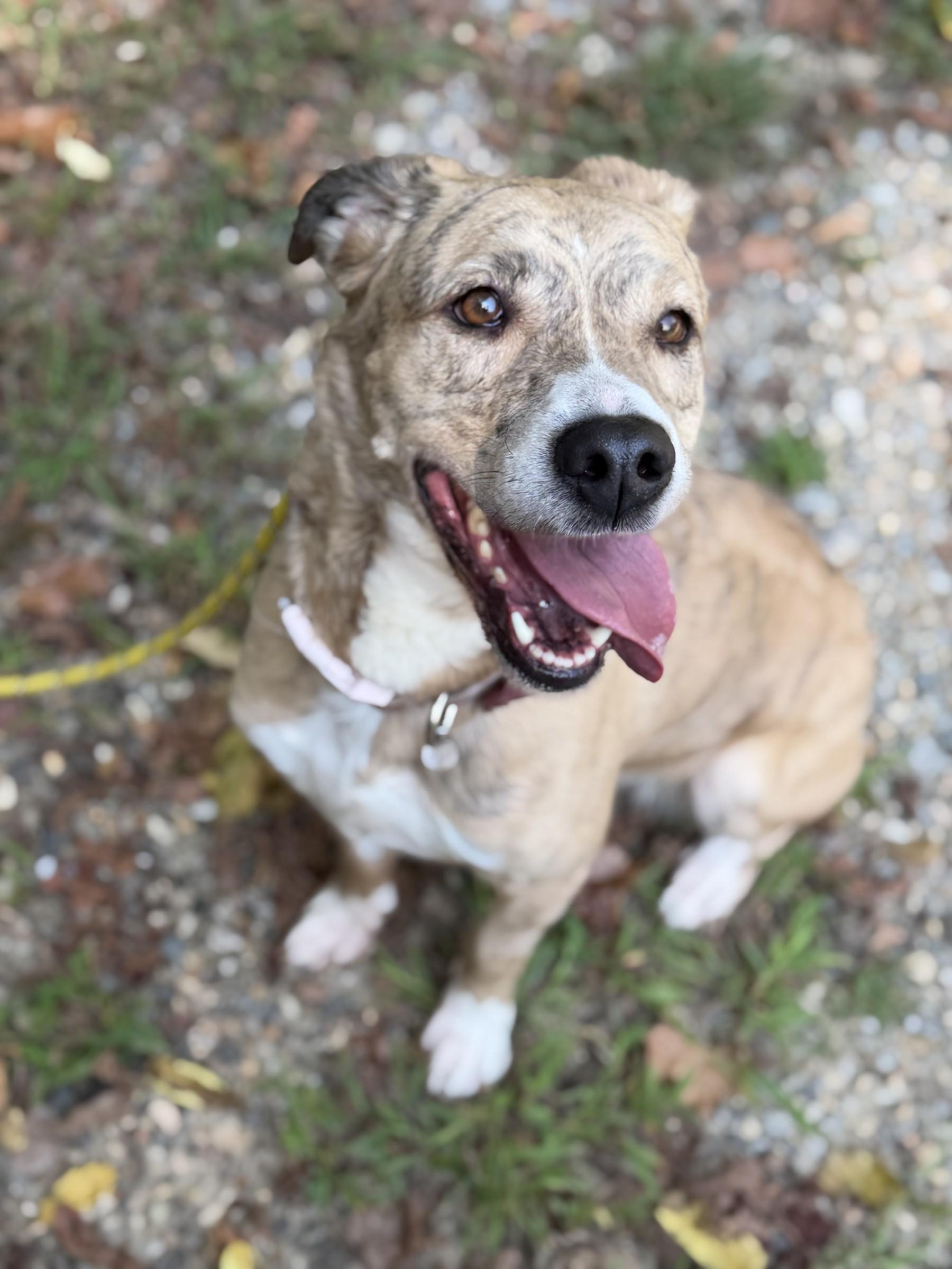 Moomies, Adoptable, Adult Female Australian Shepherd & Labrador Retriever.