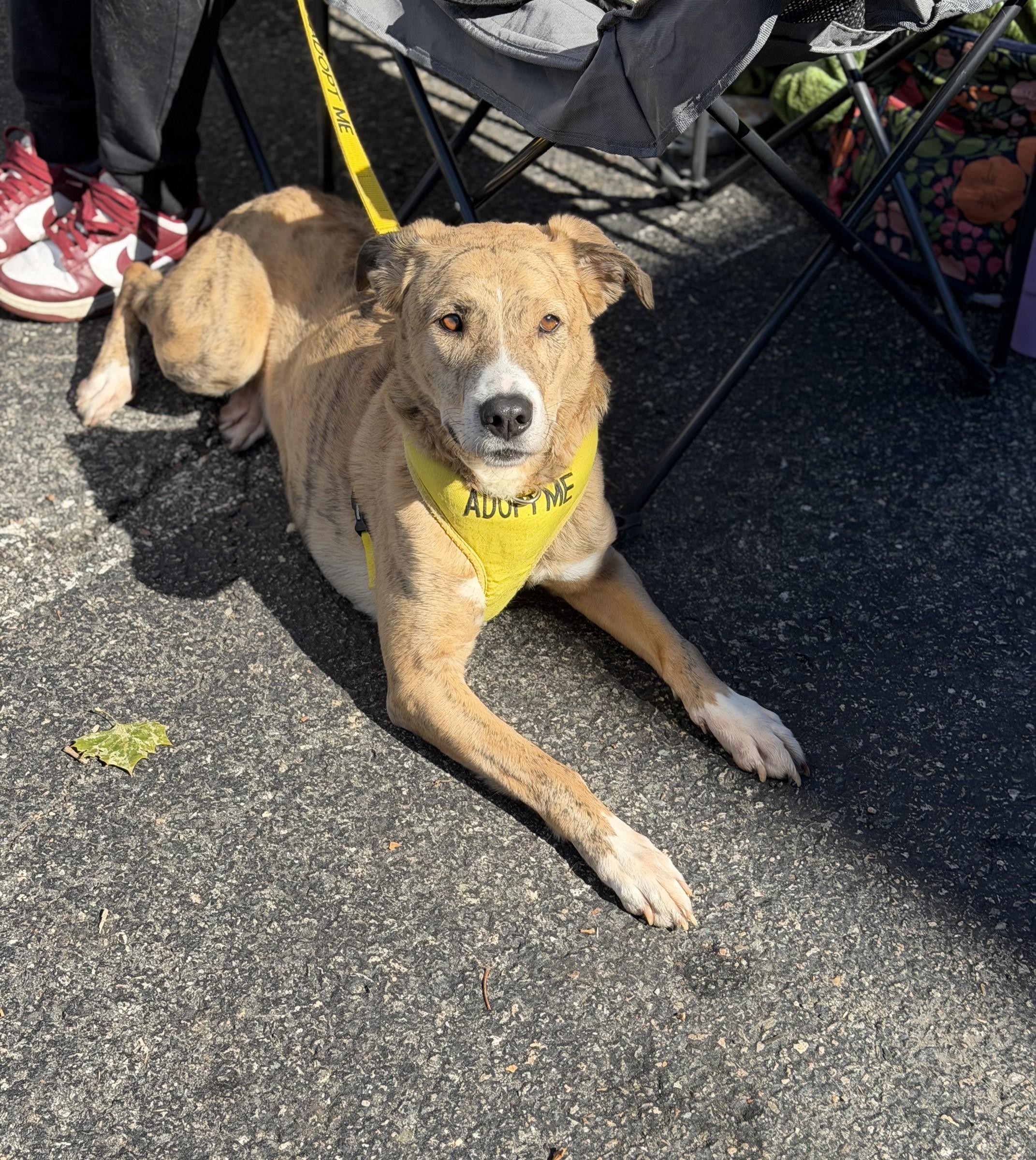 Enlarge Moomies, a Adoptable mixed breed in Petersburg, VA image 3/6