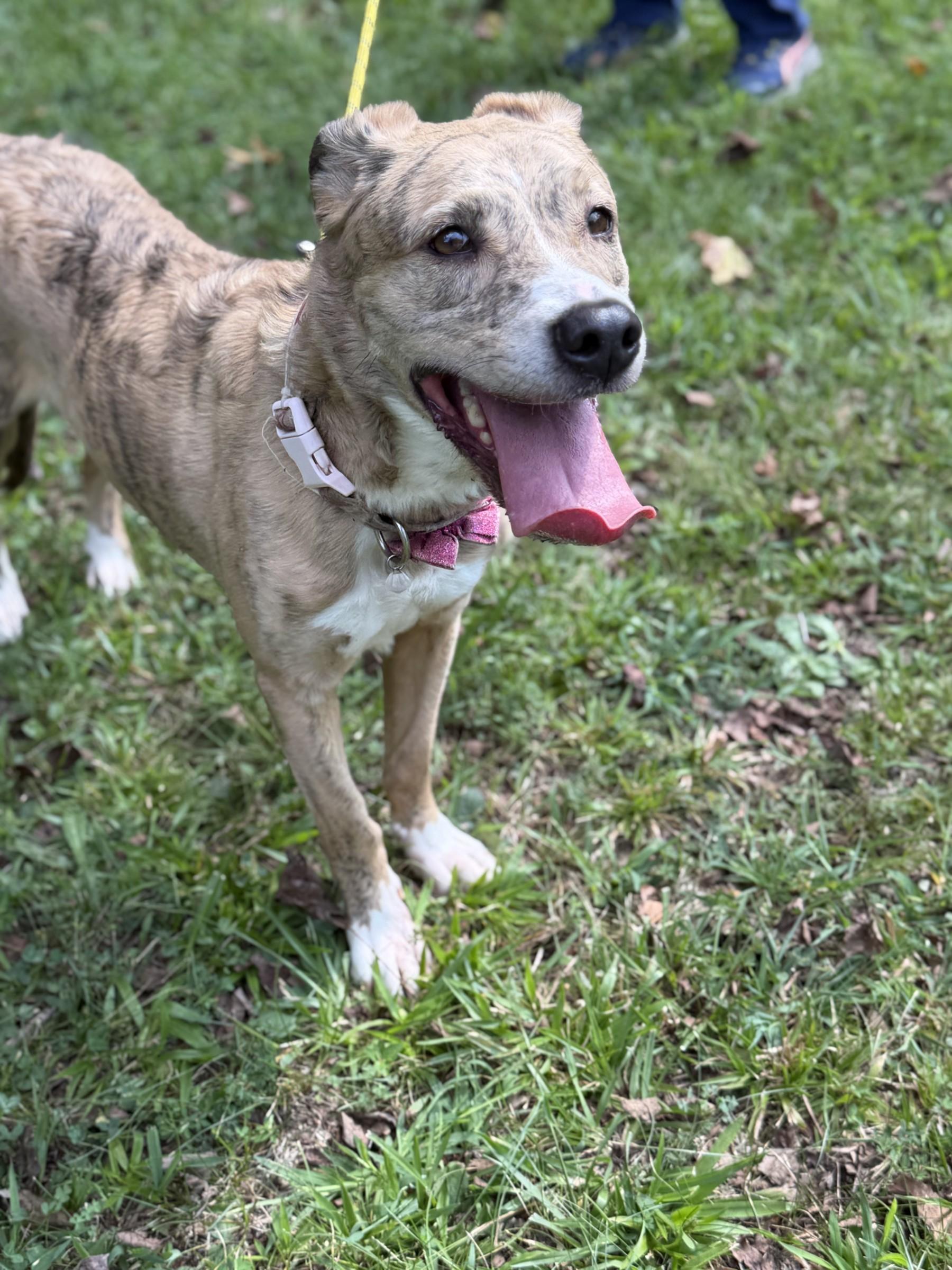 Enlarge Moomies, a Adoptable mixed breed in Petersburg, VA image 6/6