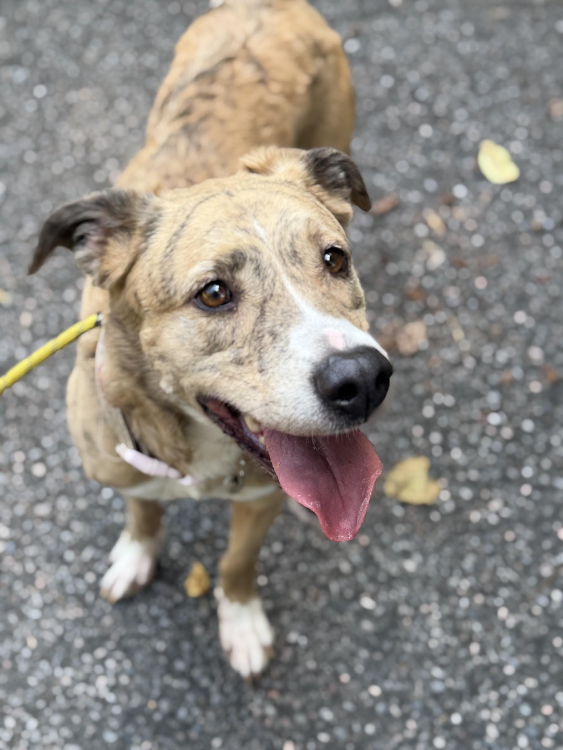 Enlarge Moomies, a Adoptable mixed breed in Petersburg, VA image 5/6