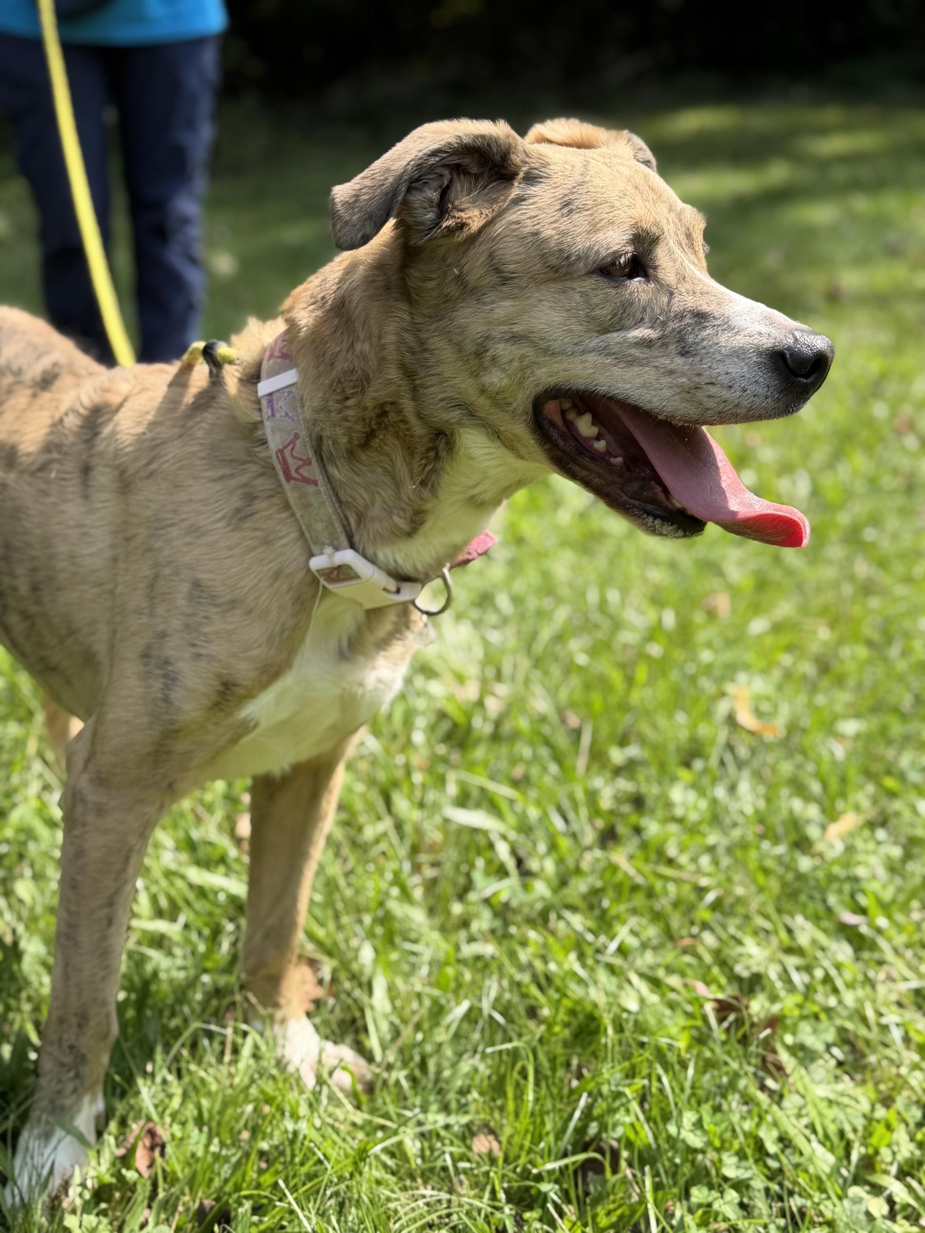 Enlarge Moomies, a Adoptable mixed breed in Petersburg, VA image 4/6