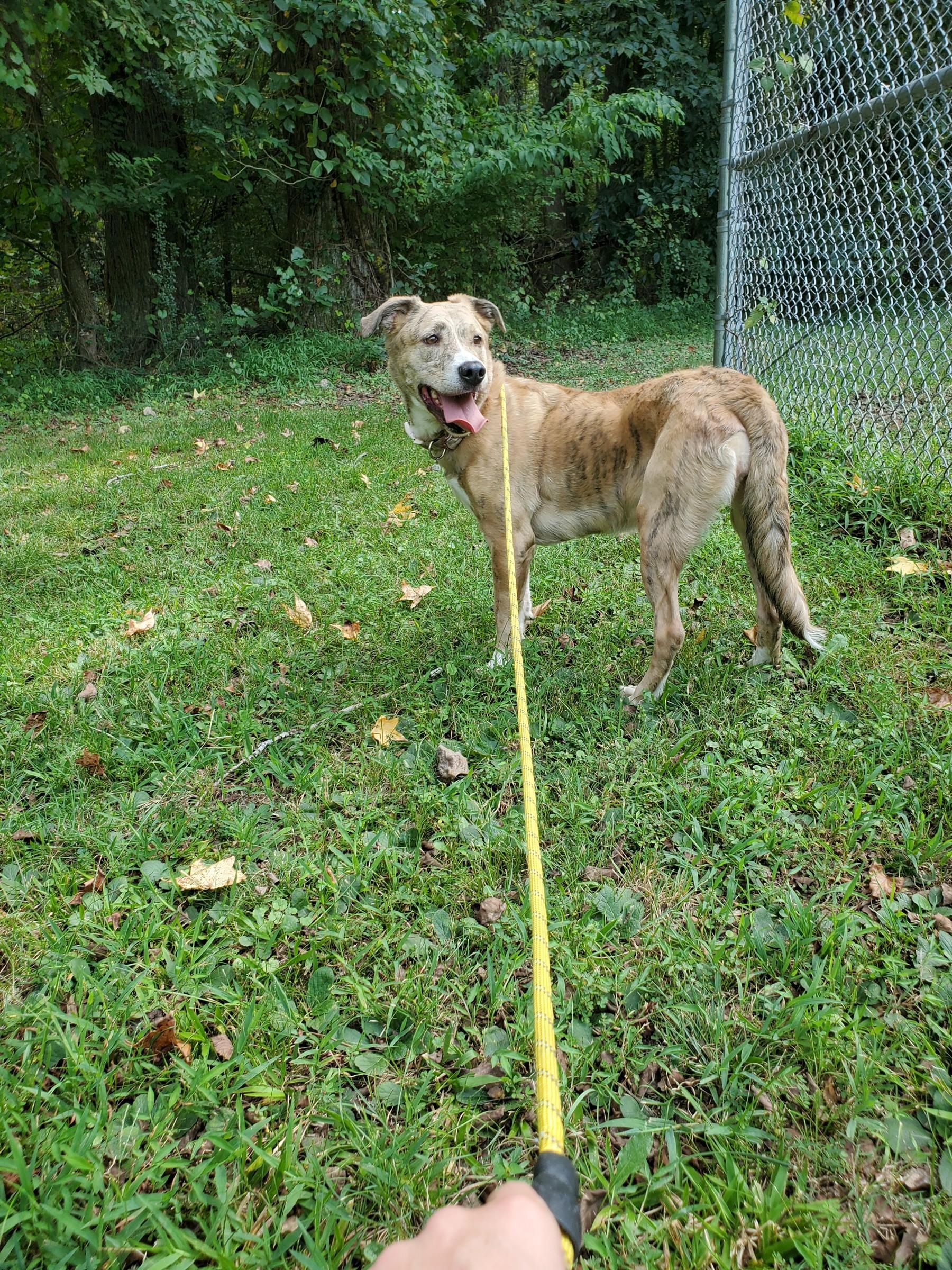 Enlarge Moomies, a Adoptable mixed breed in Petersburg, VA image 5/6