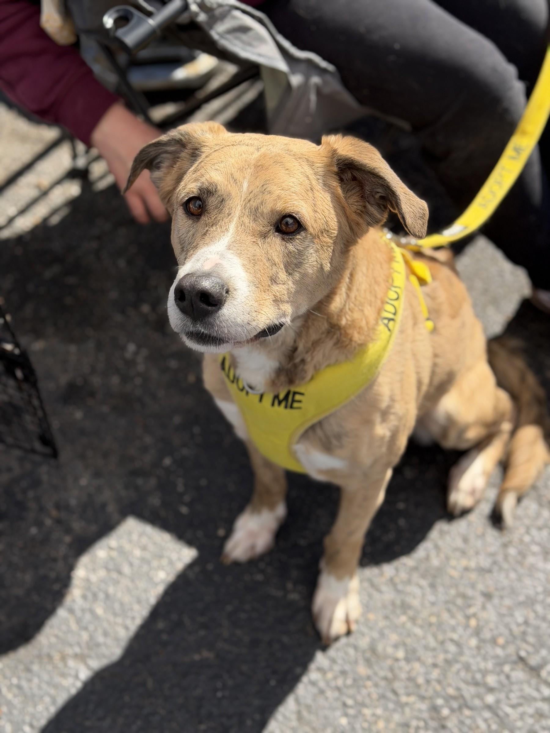 Enlarge Moomies, a Adoptable mixed breed in Petersburg, VA image 1/6
