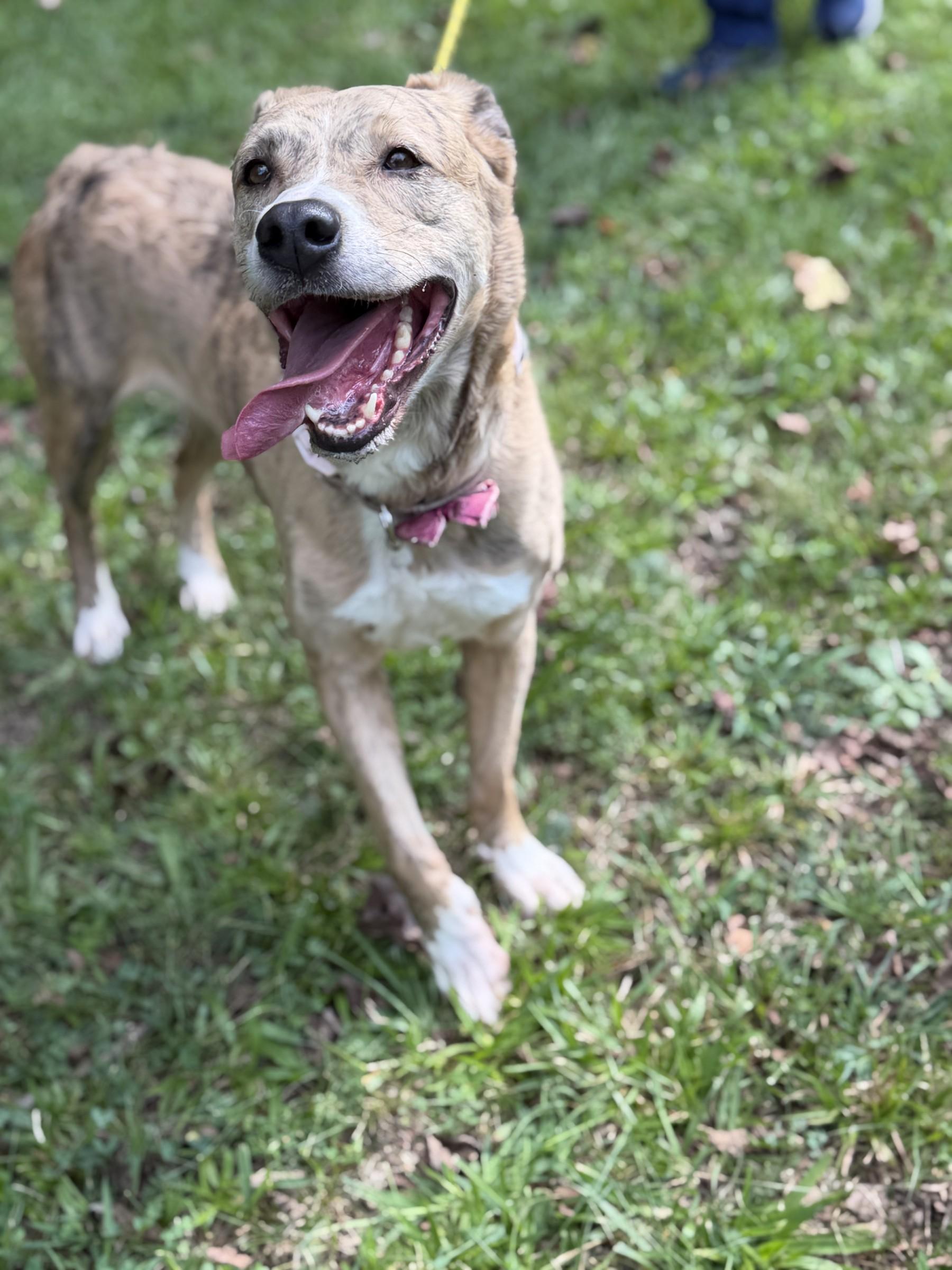 Enlarge Moomies, a Adoptable mixed breed in Petersburg, VA image 2/6