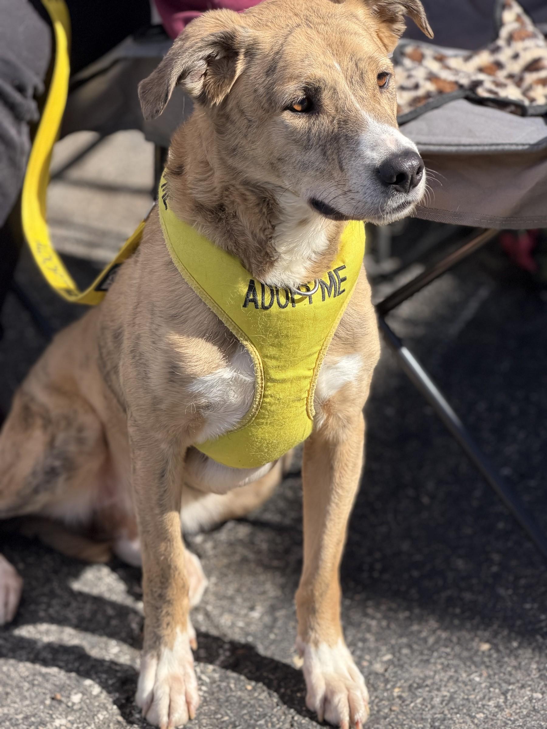 Enlarge Moomies, a Adoptable mixed breed in Petersburg, VA image 6/6