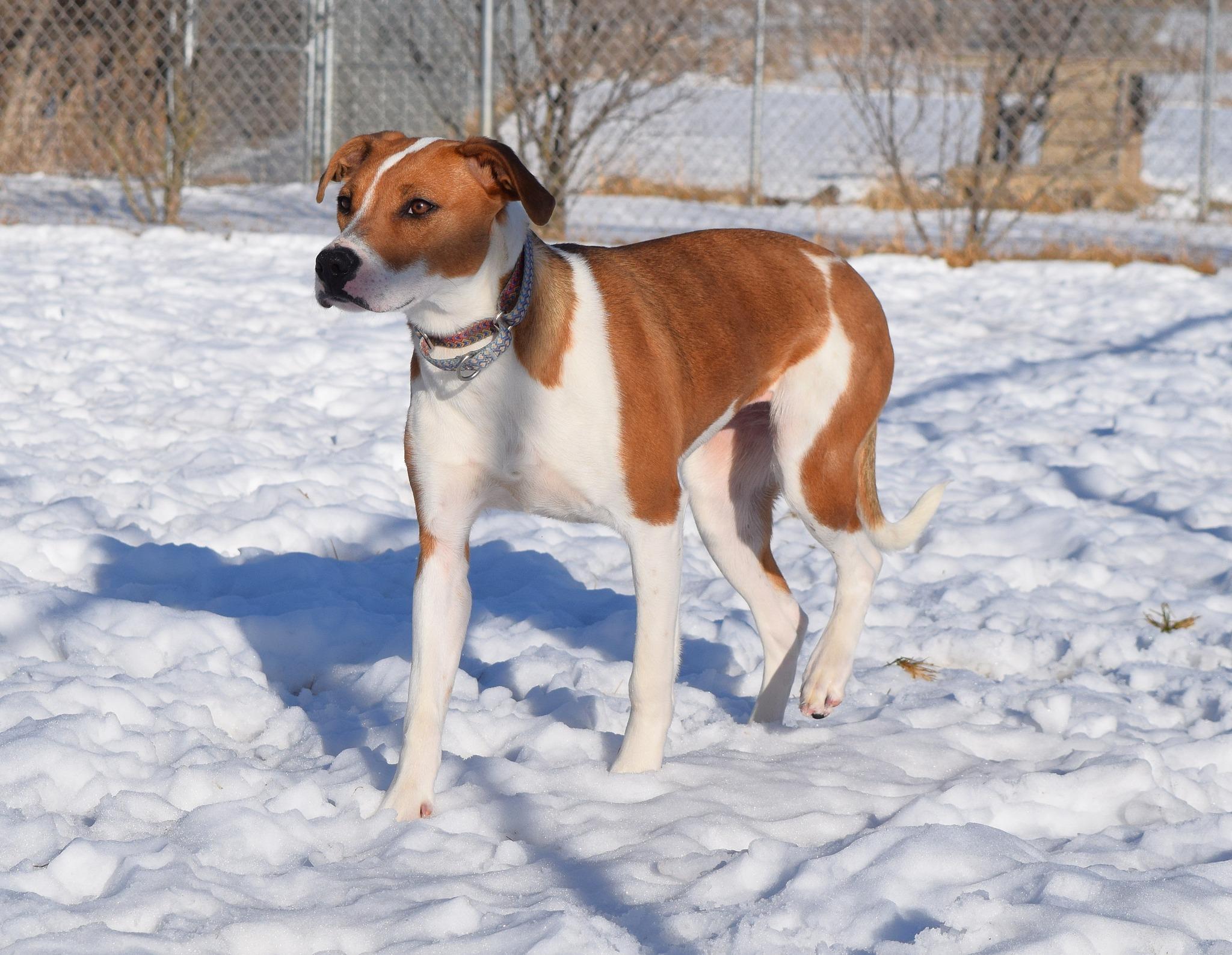 Enlarge Noel, a Adoptable mixed breed in Tomah, WI image 2/2