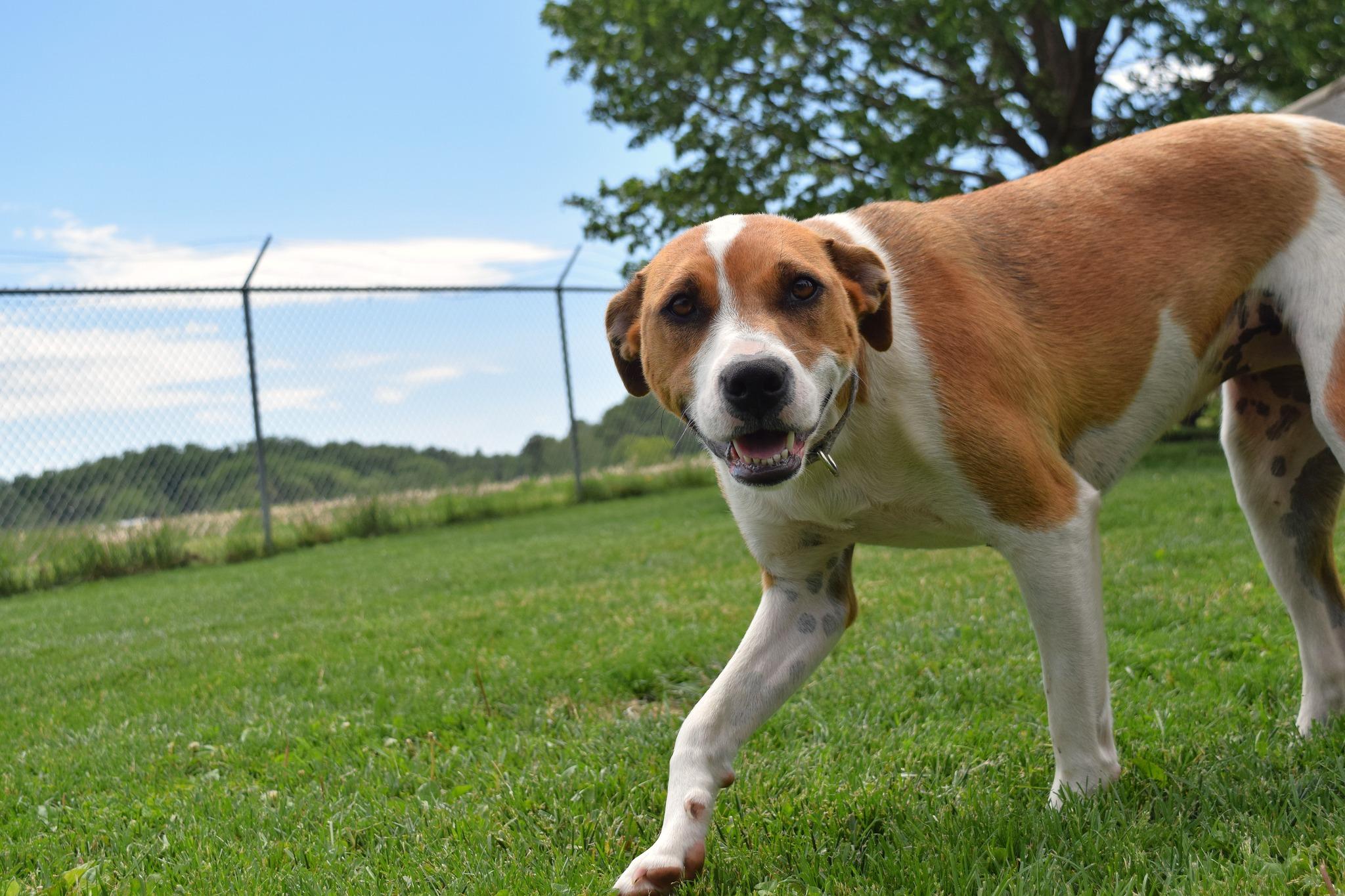 Noel, a Adoptable mixed breed in Tomah, WI image 2/4