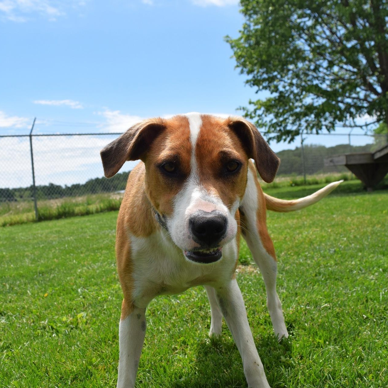 Noel, Adoptable, Puppy Female Mixed Breed.