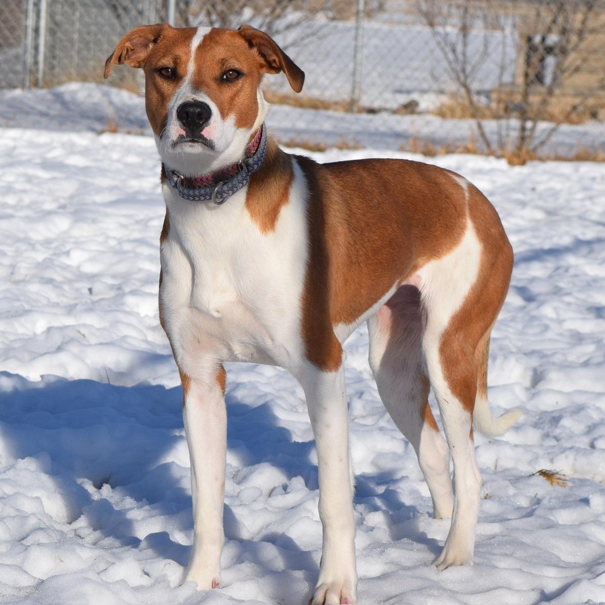 Enlarge Noel, a Adoptable mixed breed in Tomah, WI image 1/2
