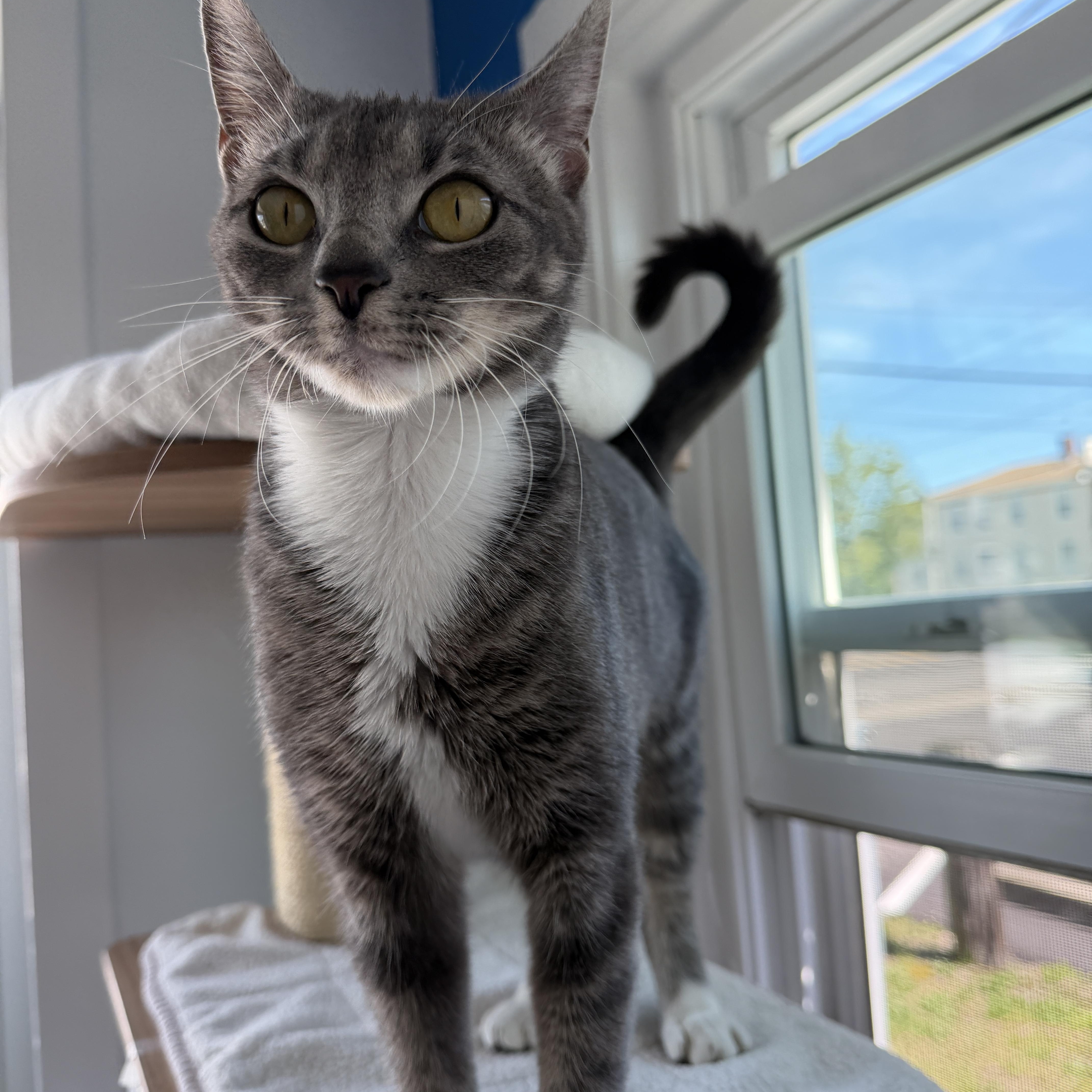 Bunni, an adopted American Shorthair in Hull, MA image 4/5