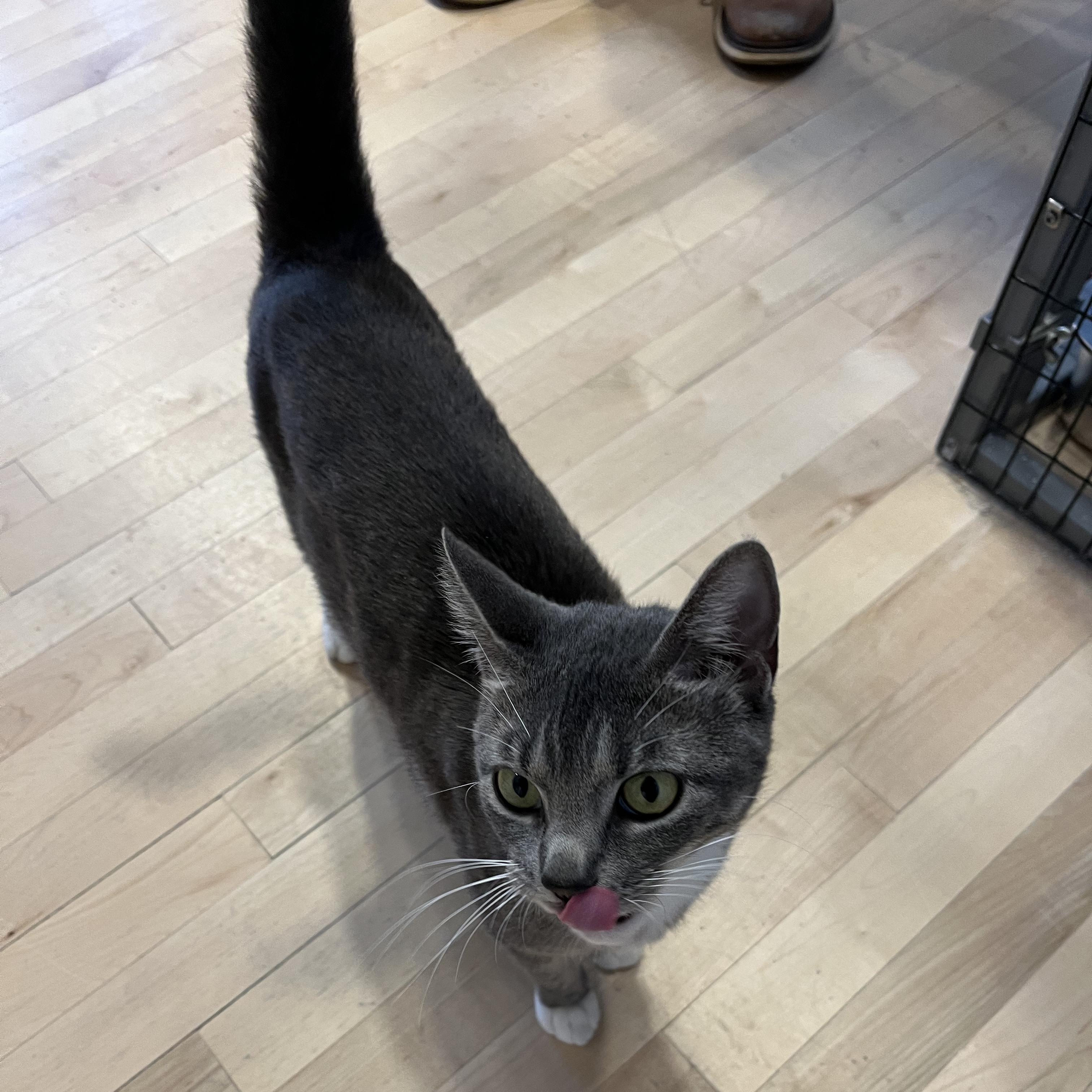 Bunni, a ADOPTABLE American Shorthair in Hull, MA image 4/4