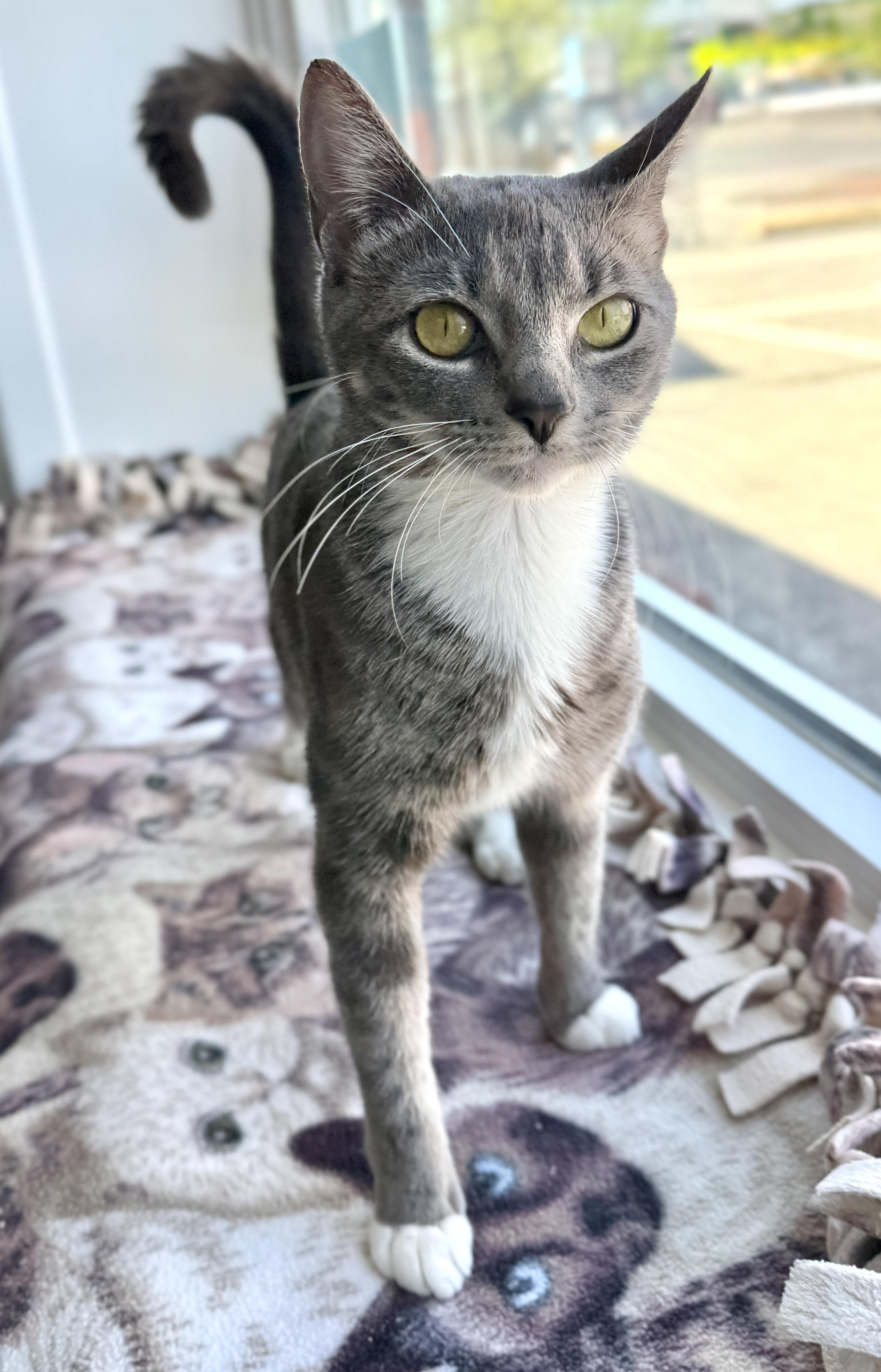 Bunni, adopted, Young Female American Shorthair.