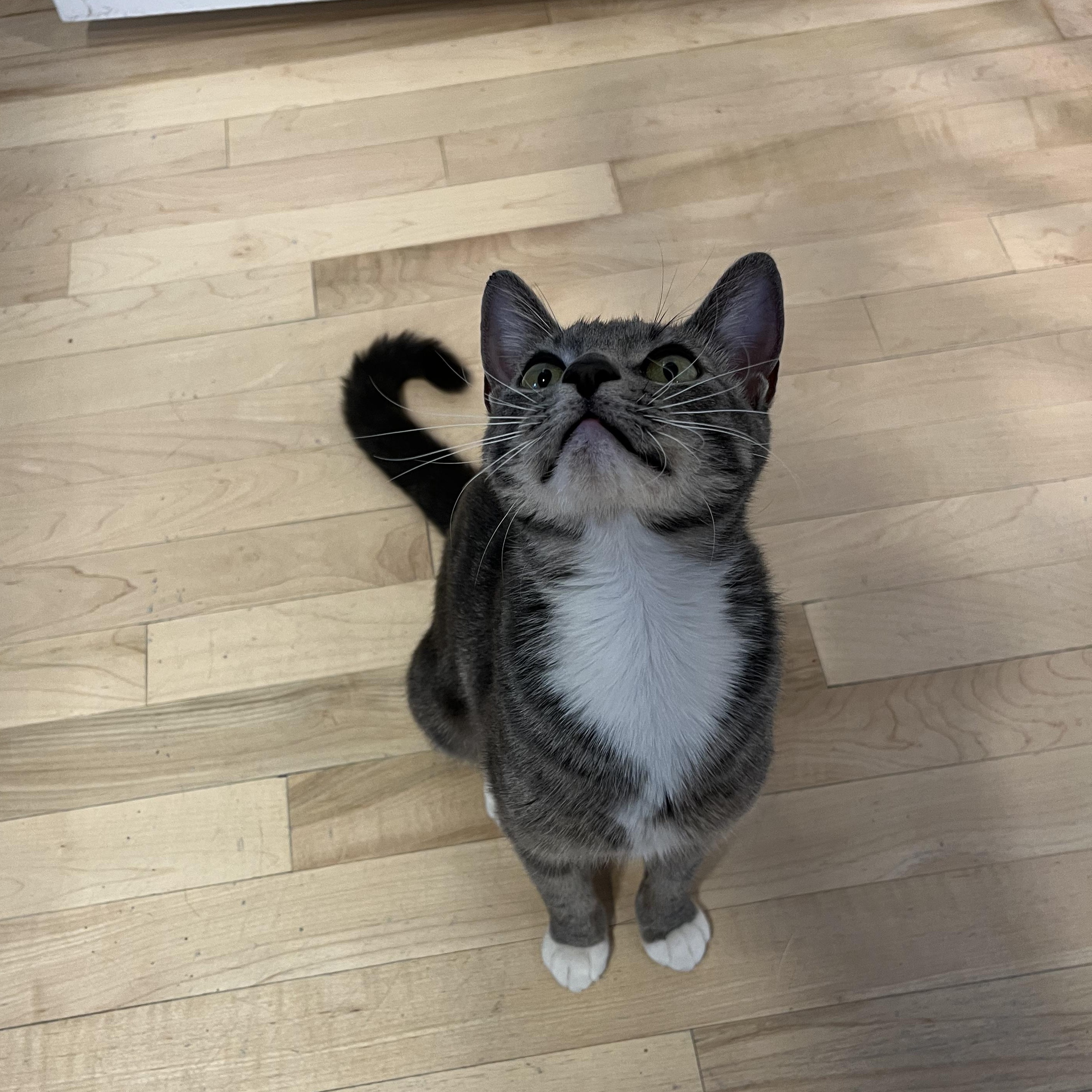 Bunni, a ADOPTABLE American Shorthair in Hull, MA image 2/4