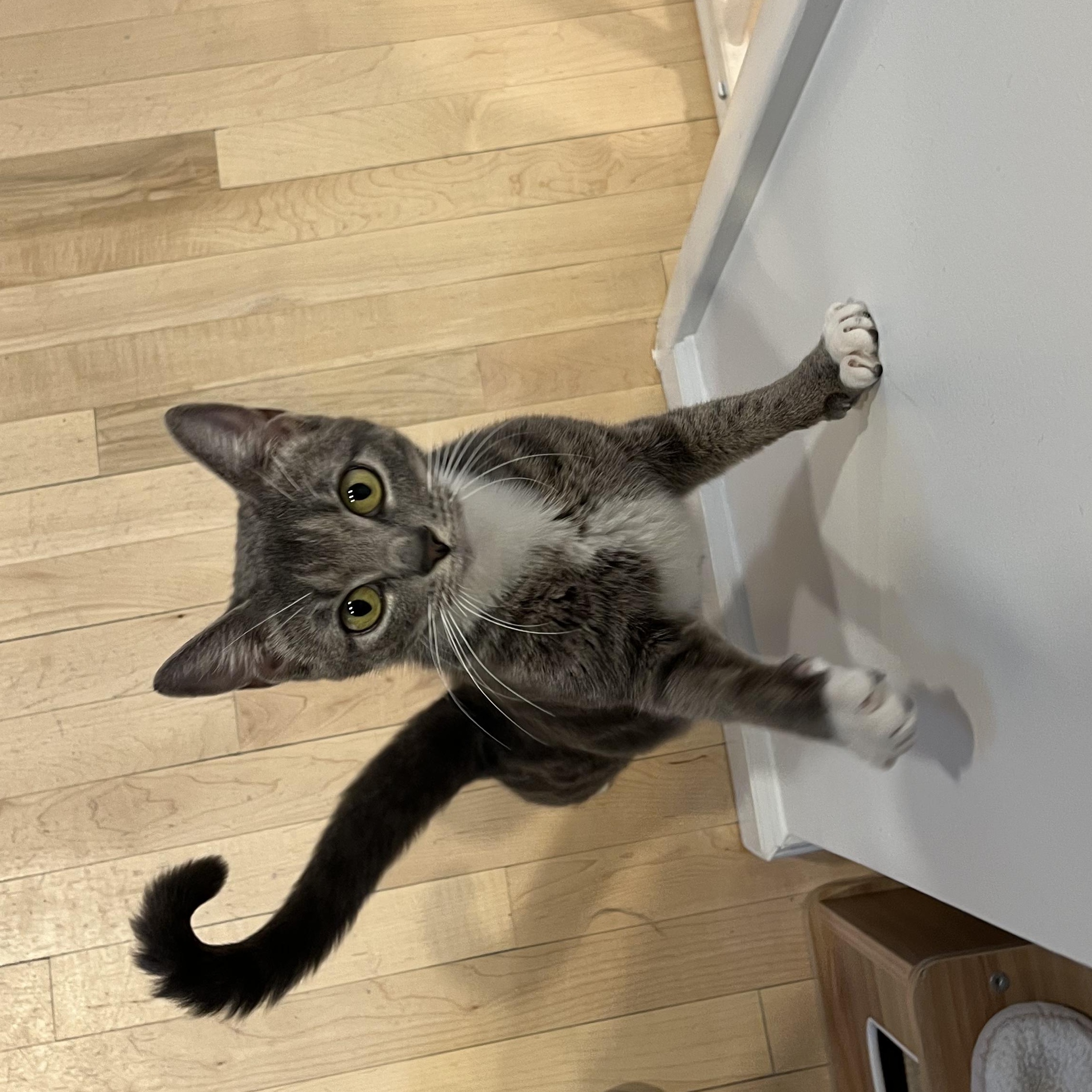 Bunni, a ADOPTABLE American Shorthair in Hull, MA image 3/4