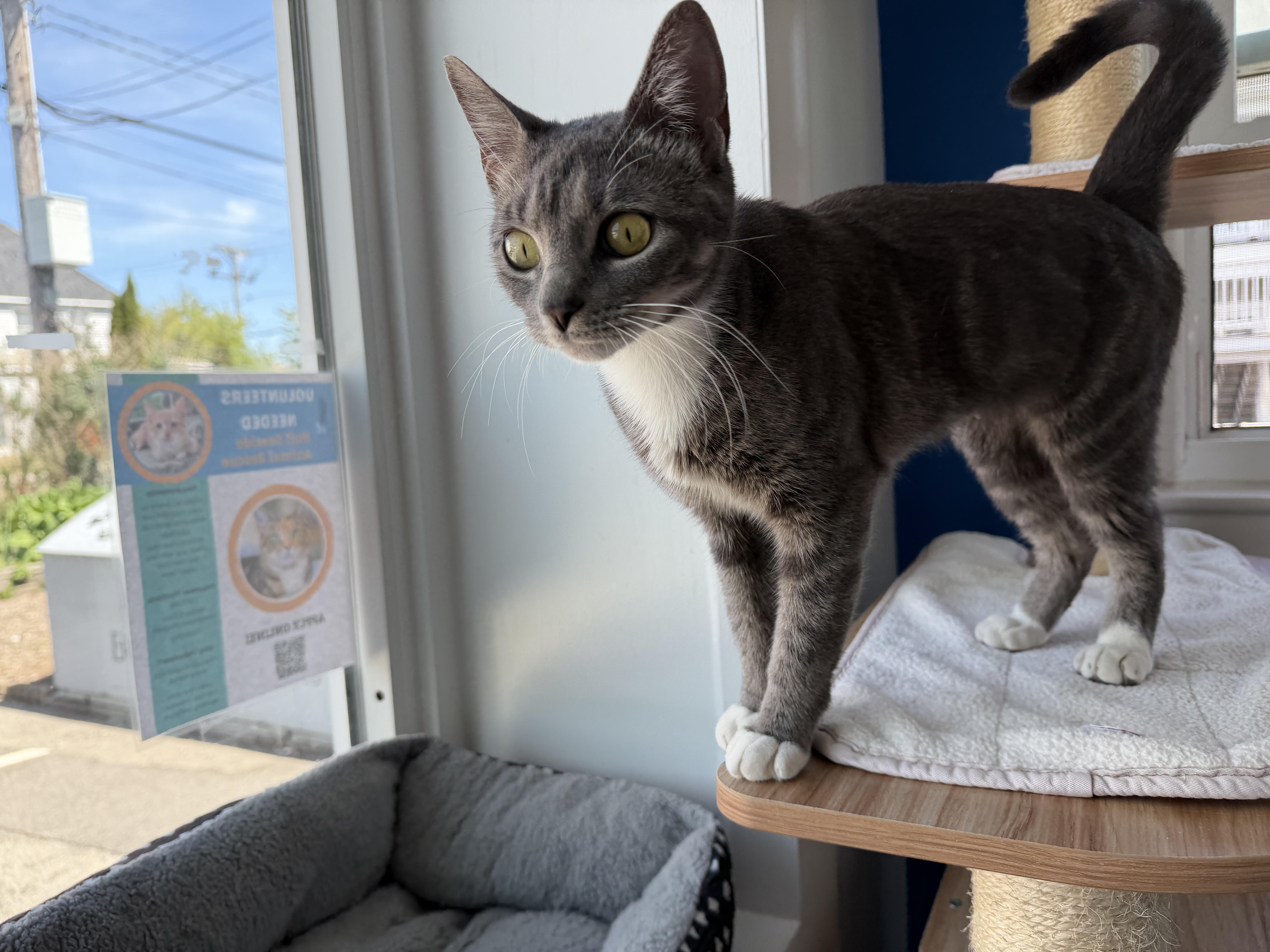 Bunni, an adopted American Shorthair in Hull, MA image 3/5