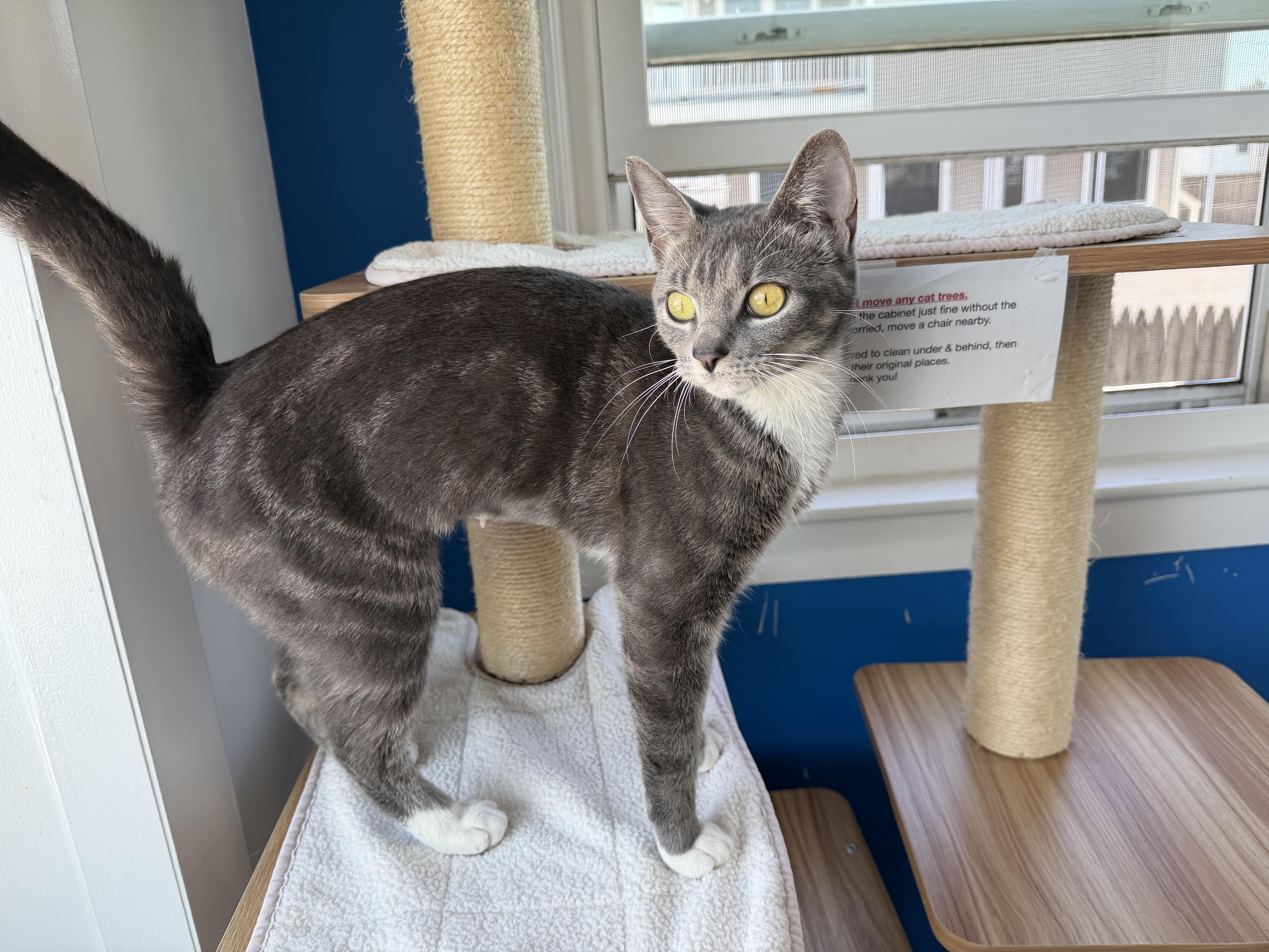 Bunni, an adopted American Shorthair in Hull, MA image 5/5