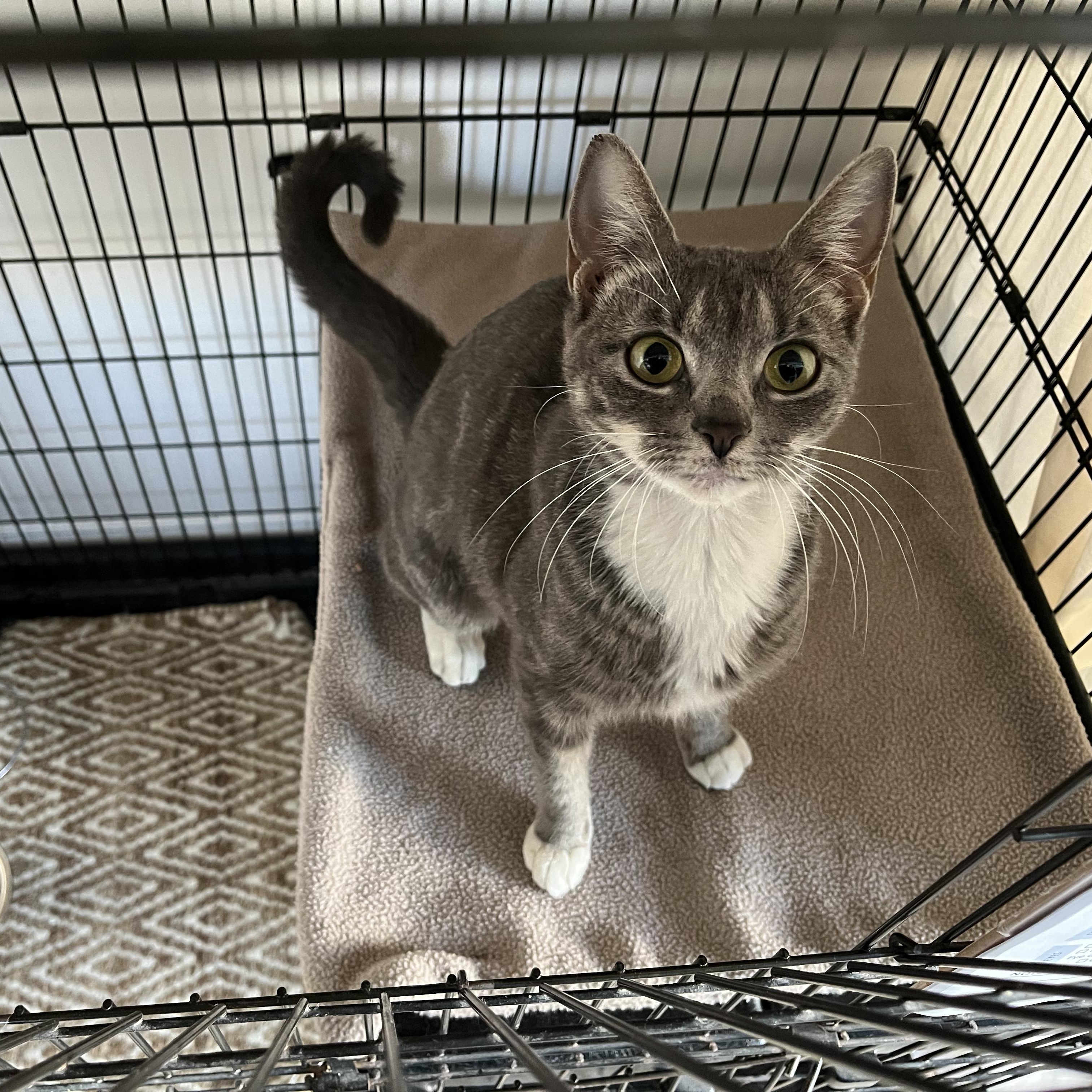Bunni, ADOPTABLE, Young Female American Shorthair.