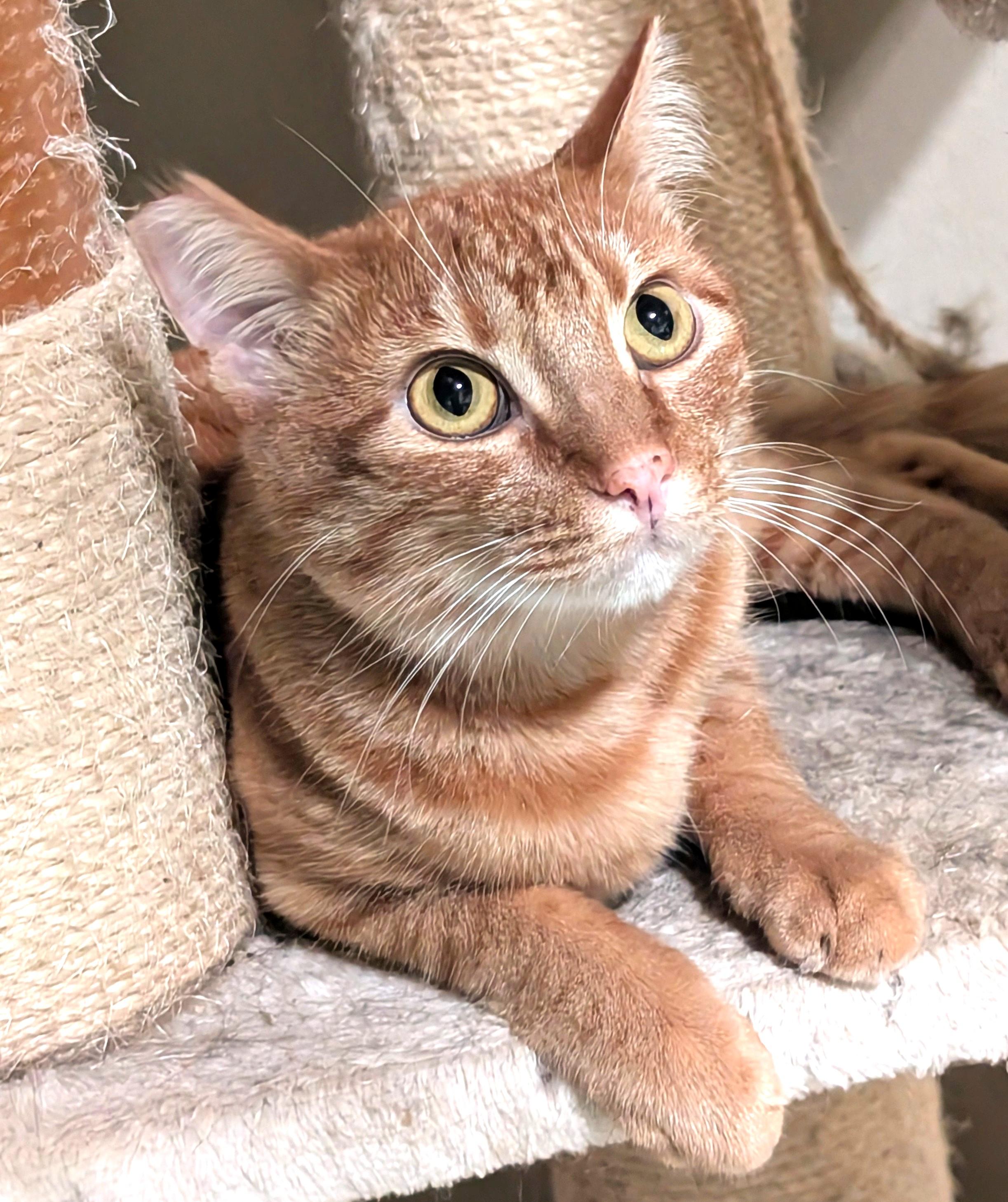 Charlie, a Adoptable American Shorthair in San Diego, CA image 2/3